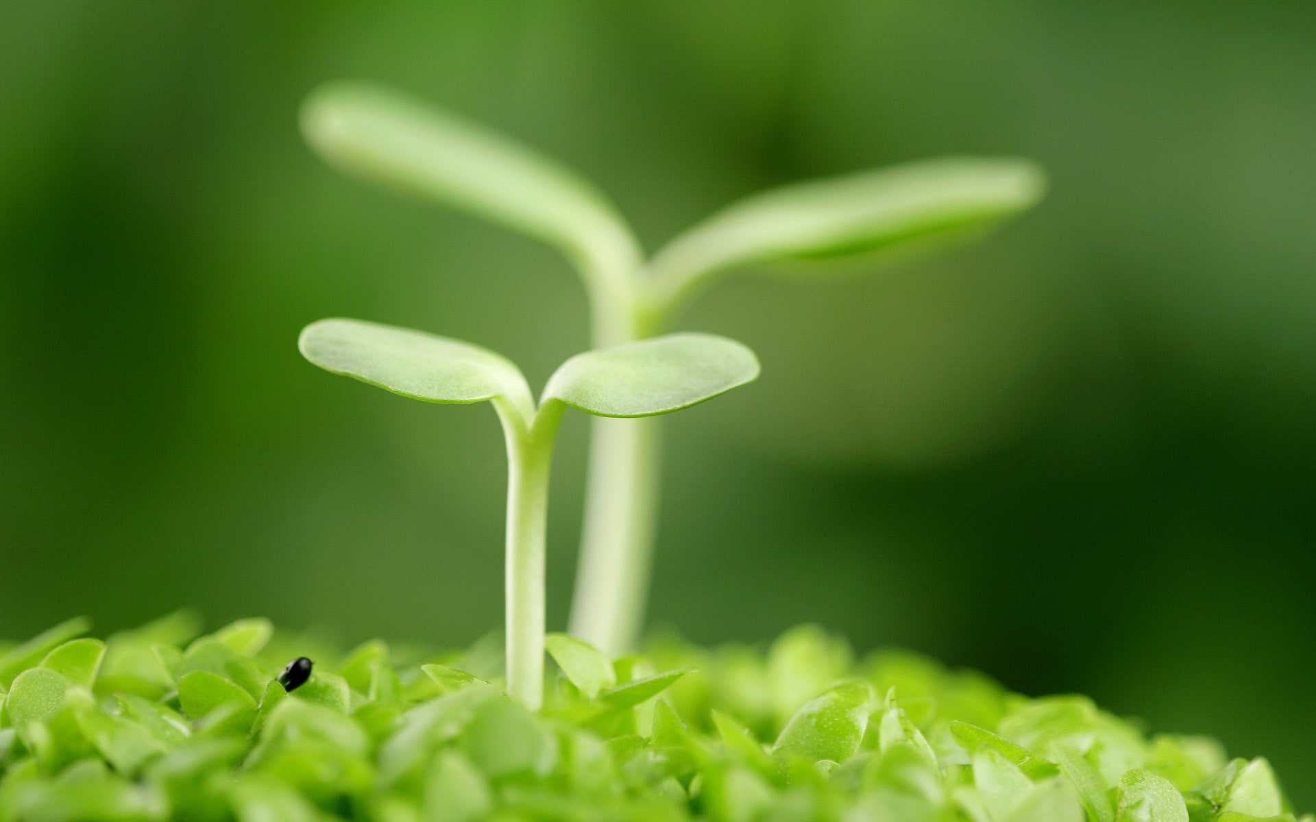 Green, two, Seed, Germination, 1080P, HD Wallpaper