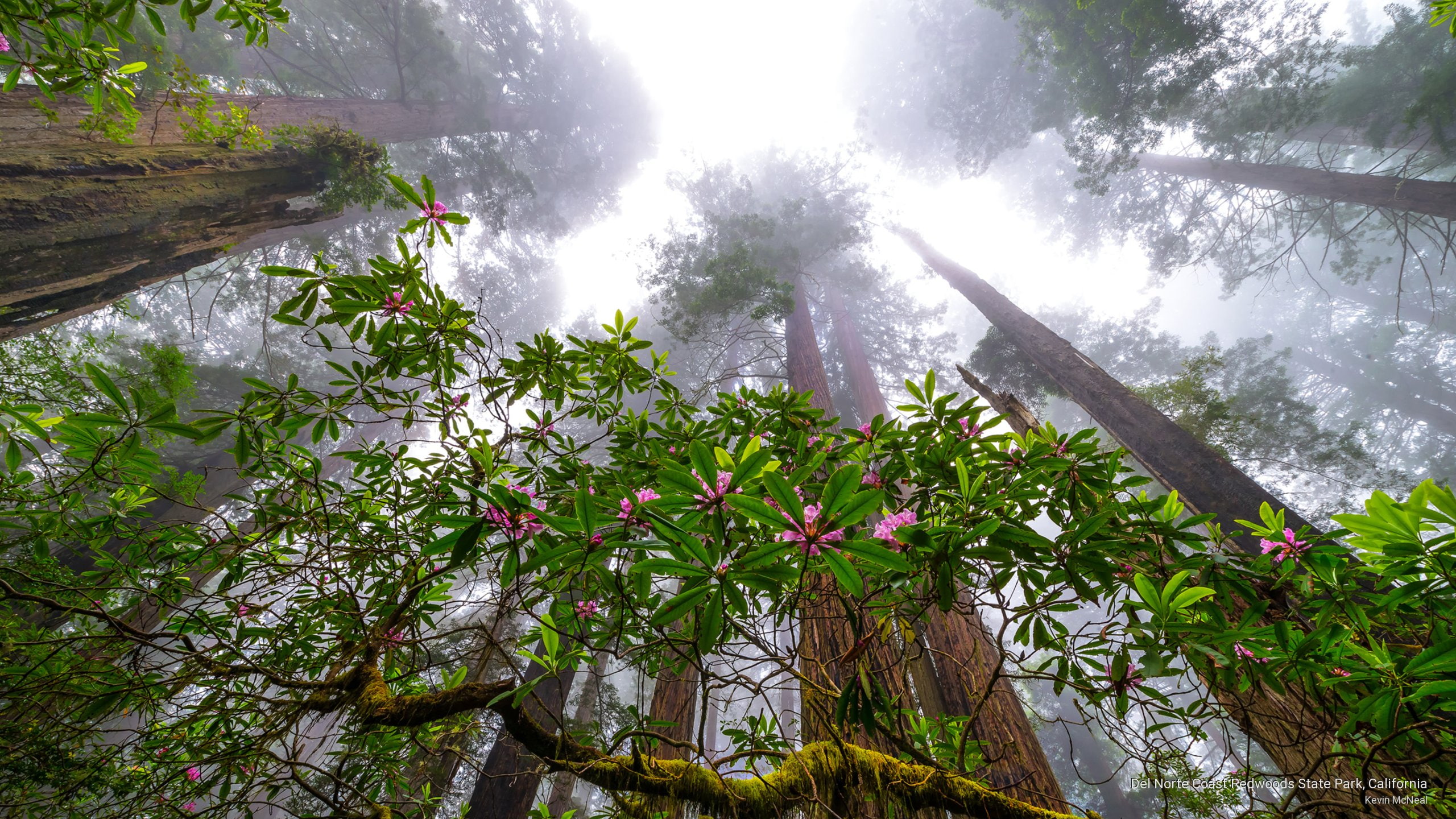 del, Nature, redwoods, park, coast, 2K, norte, state, california, HD Wallpaper