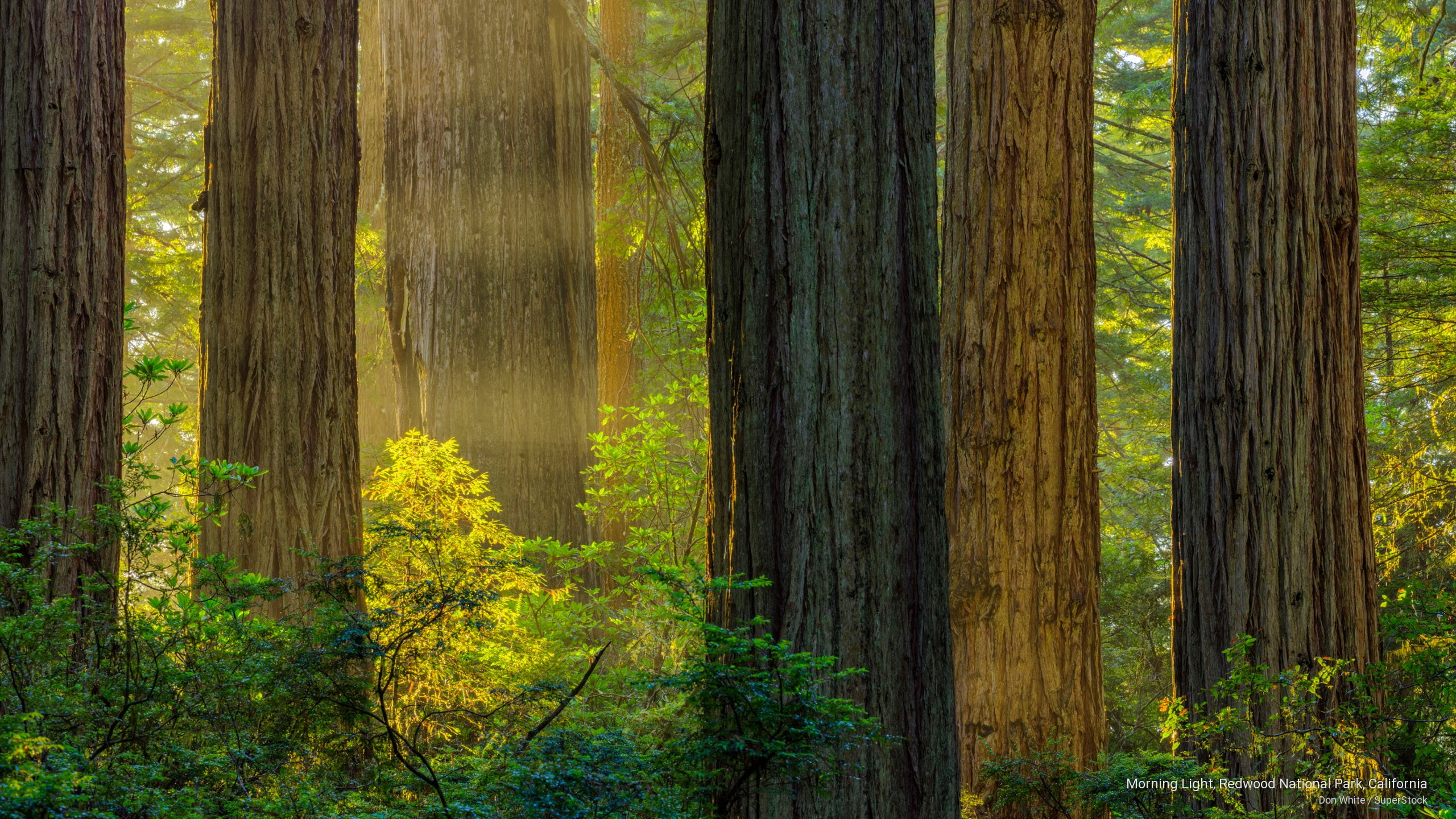 national, redwood, morning, National Parks, california, light, 2K, park, HD Wallpaper