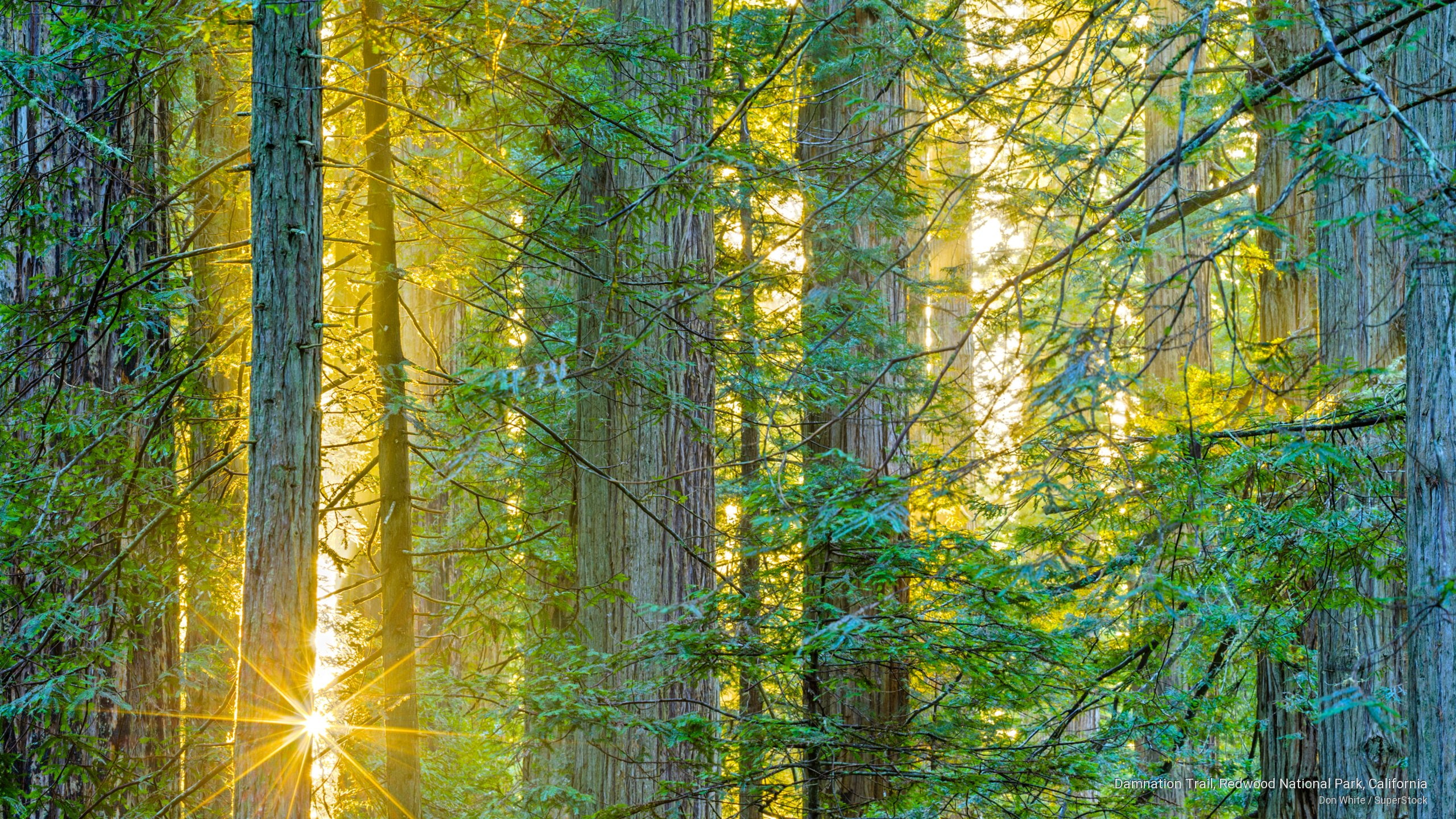 2K, redwood, trail, National Parks, california, national, damnation, park, HD Wallpaper