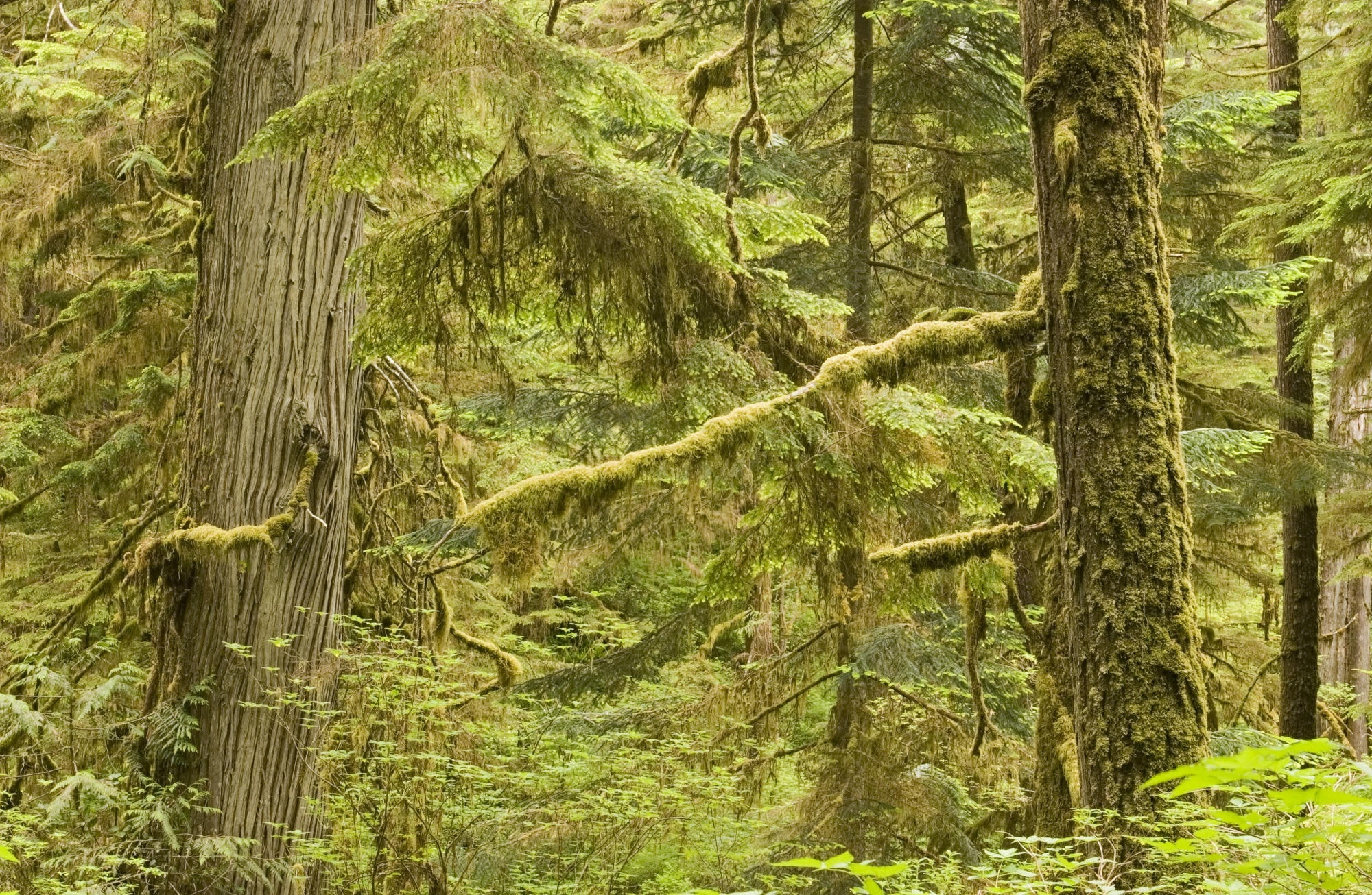 beauty in nature, remote, Pacific, Island, tree, outdoors, scenics - nature, tree trunk, no people, non-urban scene, day, Vancouver, National, green color, HD Wallpaper