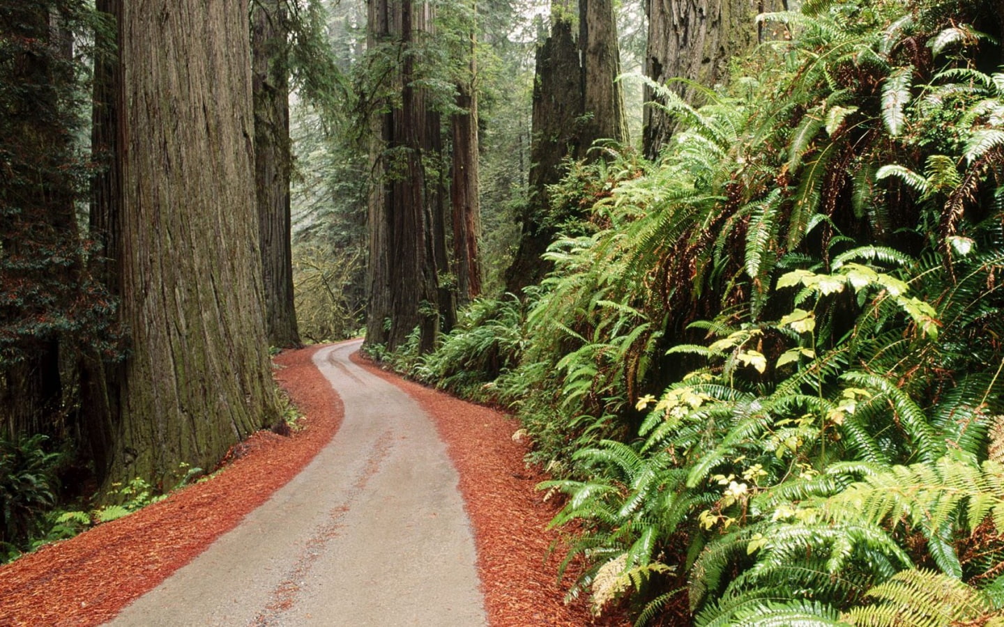 720P, park, America, grass, hd, Calm, redwood, art, beautiful, california, national, nature, forest, forests, Green, HD Wallpaper