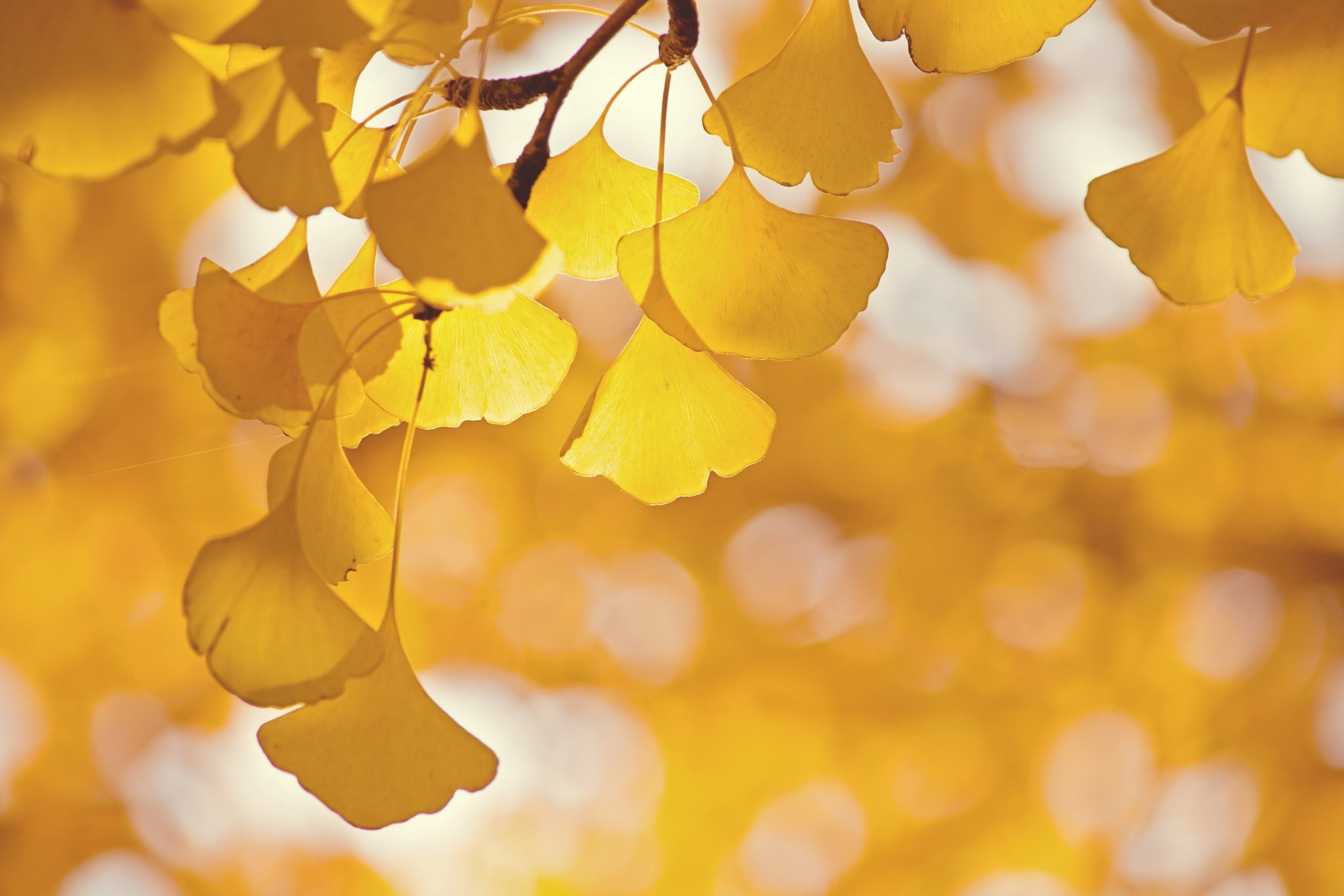 glare, branch, 1080P, tree, leaves, Ginkgo, HD Wallpaper