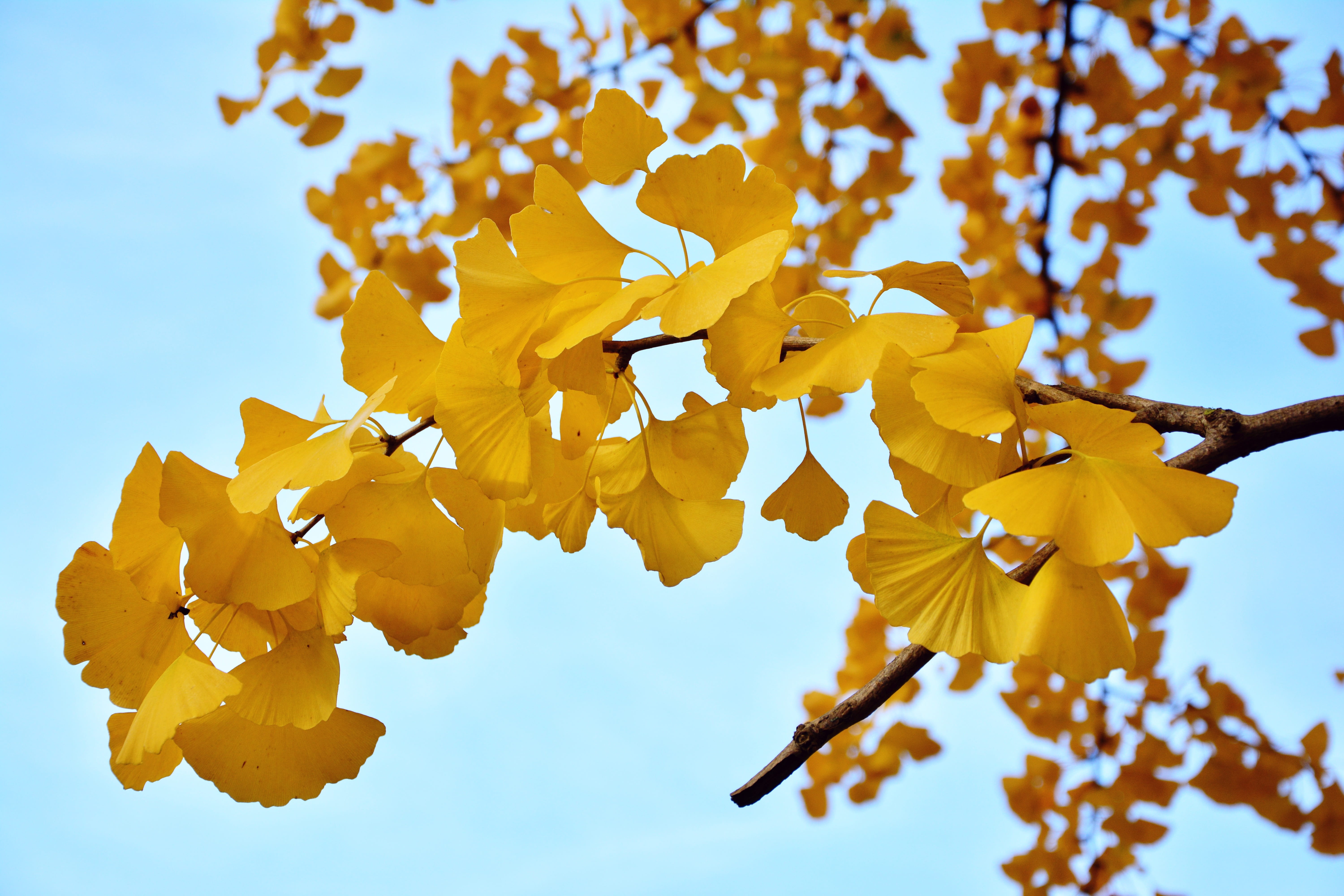 cherry blossom, fragility, leaf, nature, autumn colours, plant, flower head, branch, 5K, autumn, blue sky, day, vulnerability, blossom, sky, low angle view, HD Wallpaper