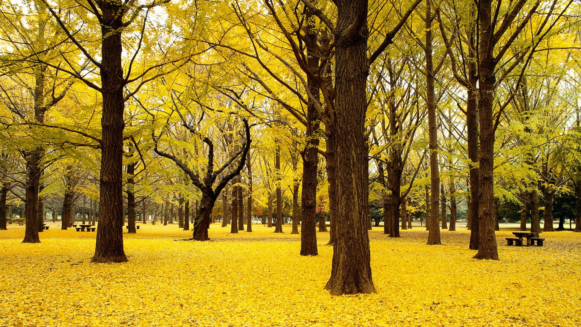 4k pics, ultra hd, autumn, Ginkgo, trees, fall, 1080P, japan, HD Wallpaper
