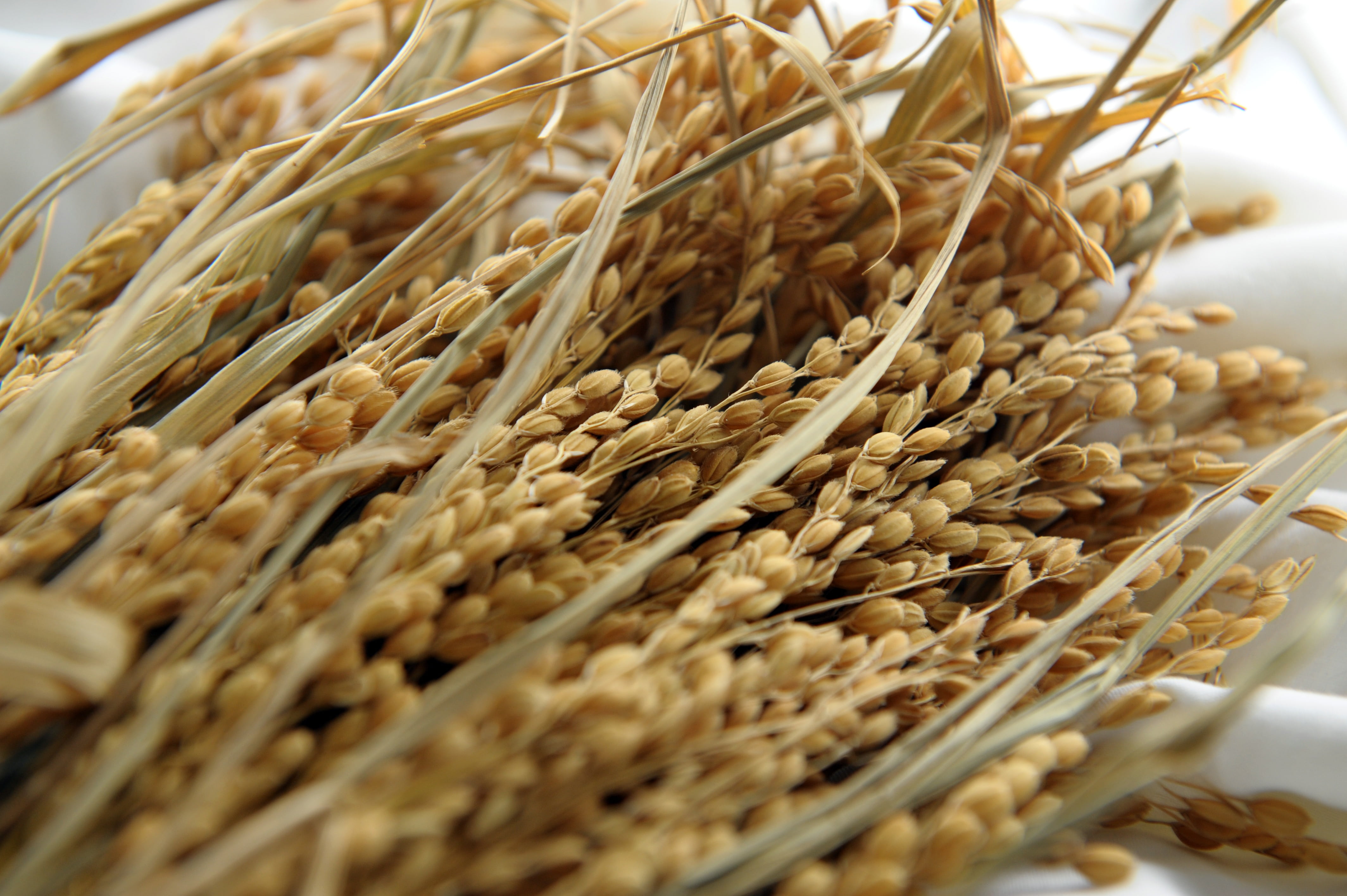 still life, rice, food, wheat, rice and corn, textile, selective focus, grains, crop, container, freshness, dry, high angle view, indoors, table, 4K, white, HD Wallpaper
