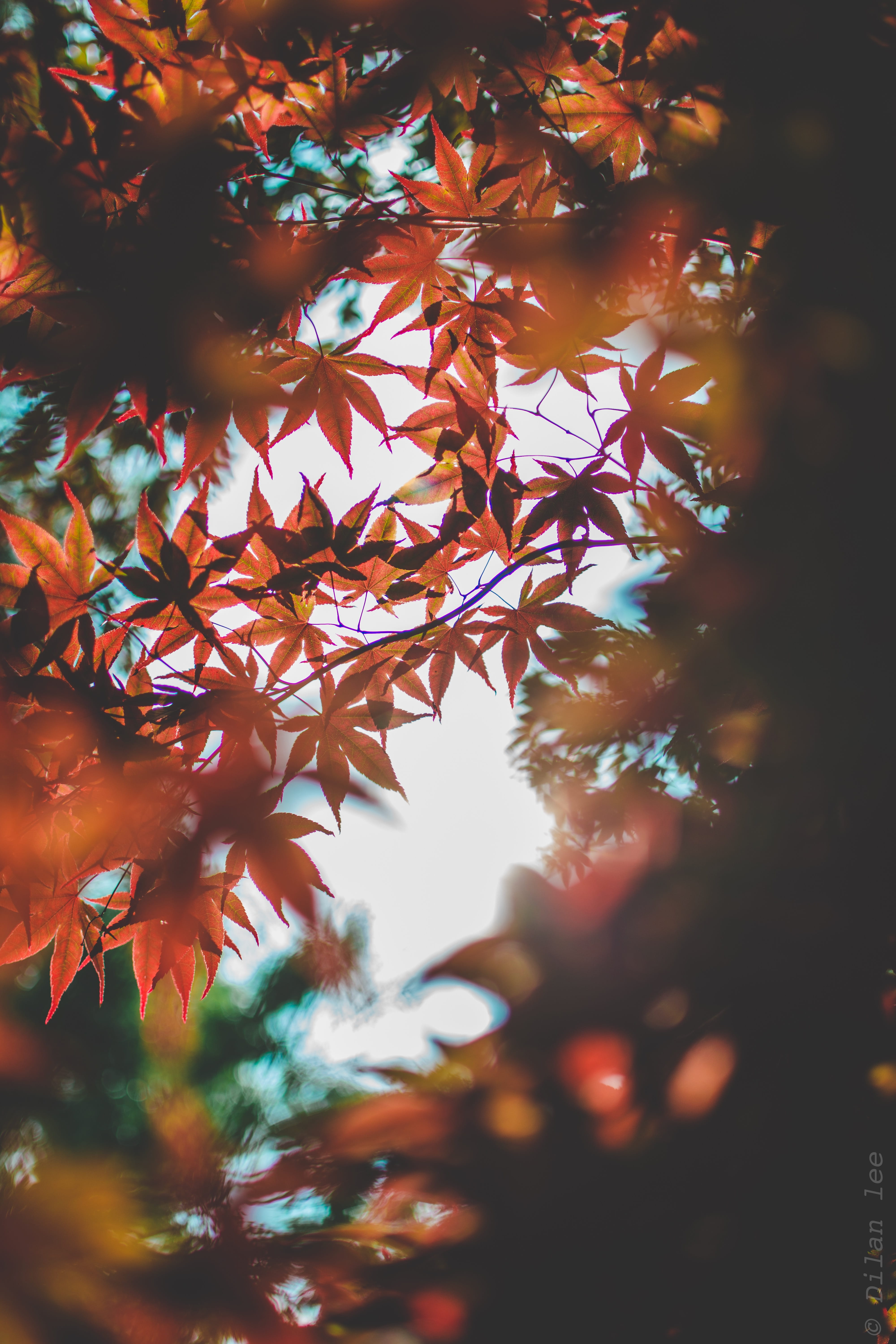 orange color, close-up, blur, natural, nature, branch, growth, autumn, colors, plant part, landscape, low angle view, maple leaf, focus, no people, orange, Phone HD Wallpaper