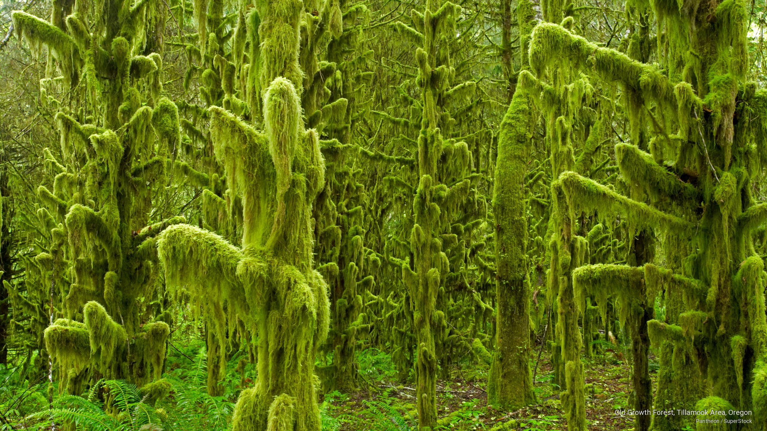 forest, old, tillamook, Nature, oregon, growth, 2K, area, HD Wallpaper
