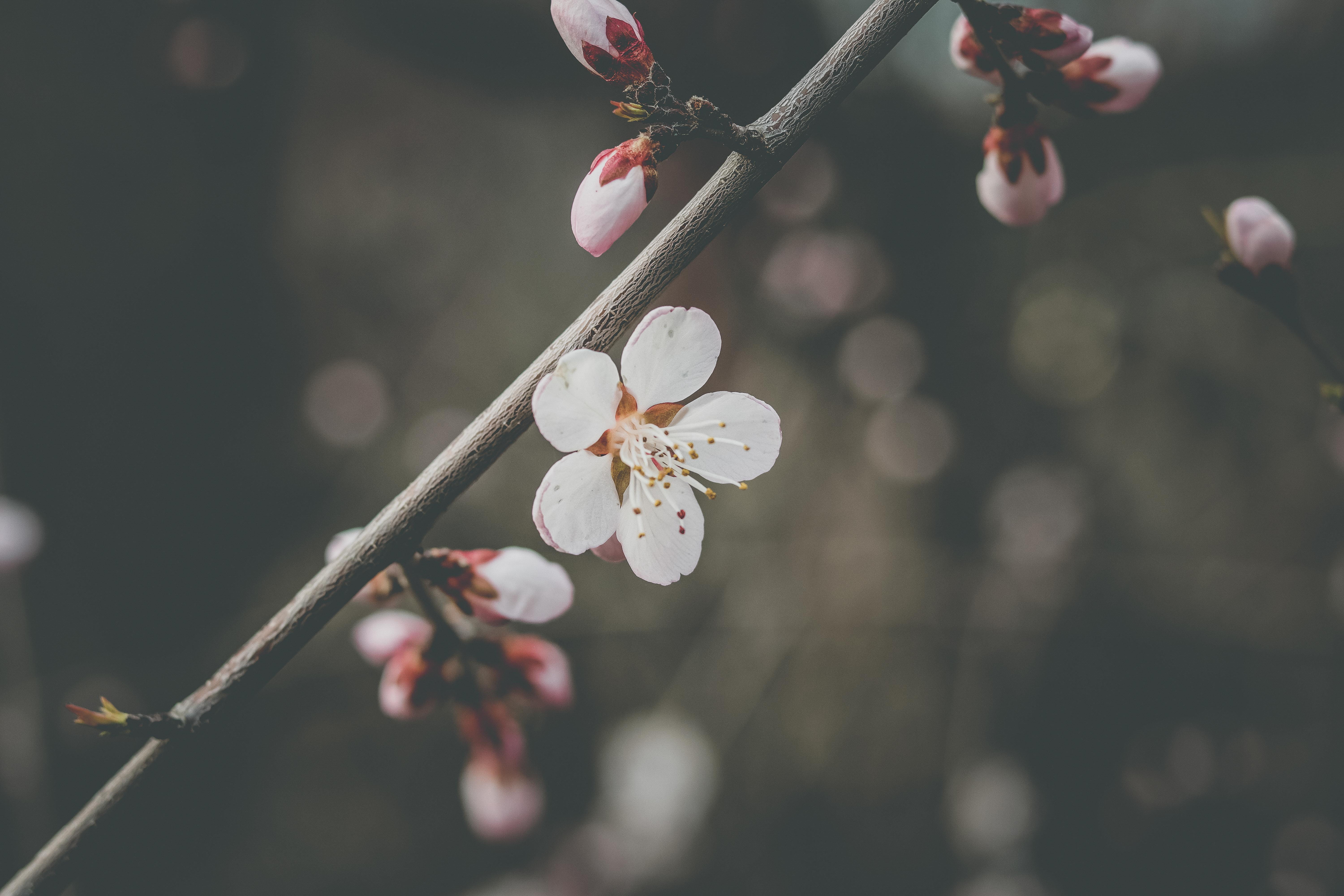 cherry tree, flowering plant, pollen, blossom, depth of field, delicate, pink color, tree, springtime, flower, blooming, vulnerability, HD Wallpaper
