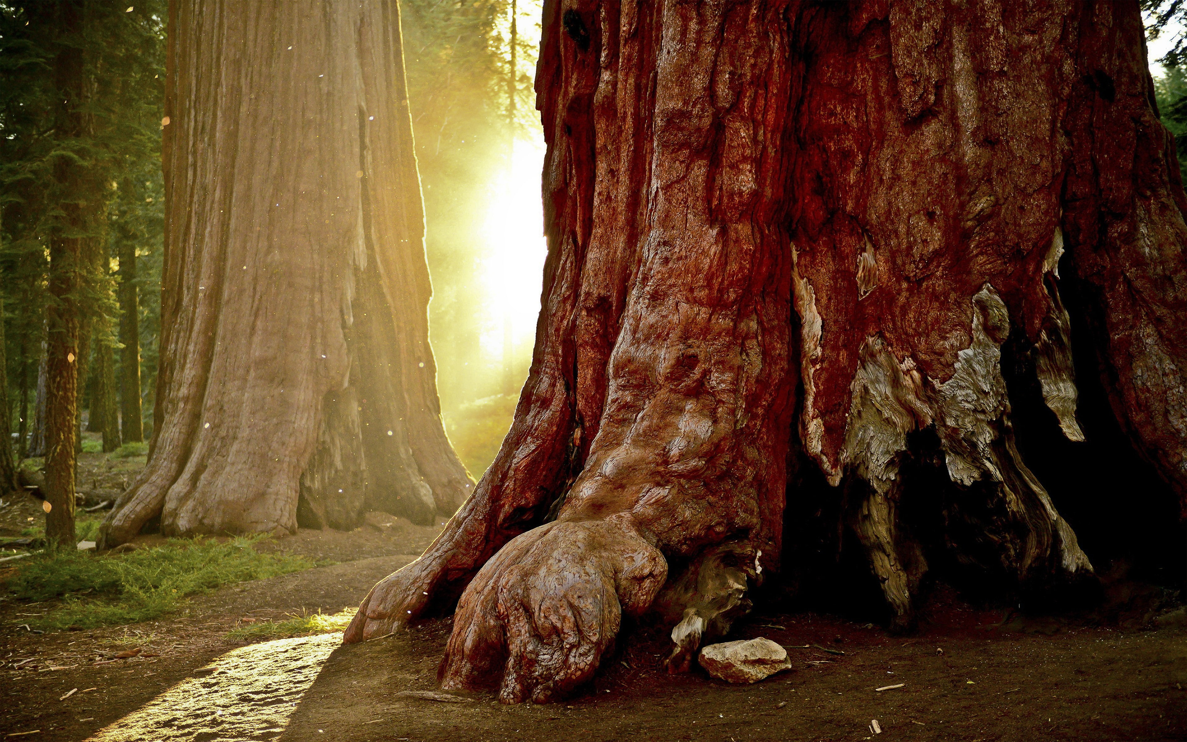 trees, 4K, nature, forest, sunlight, redwood, HD Wallpaper