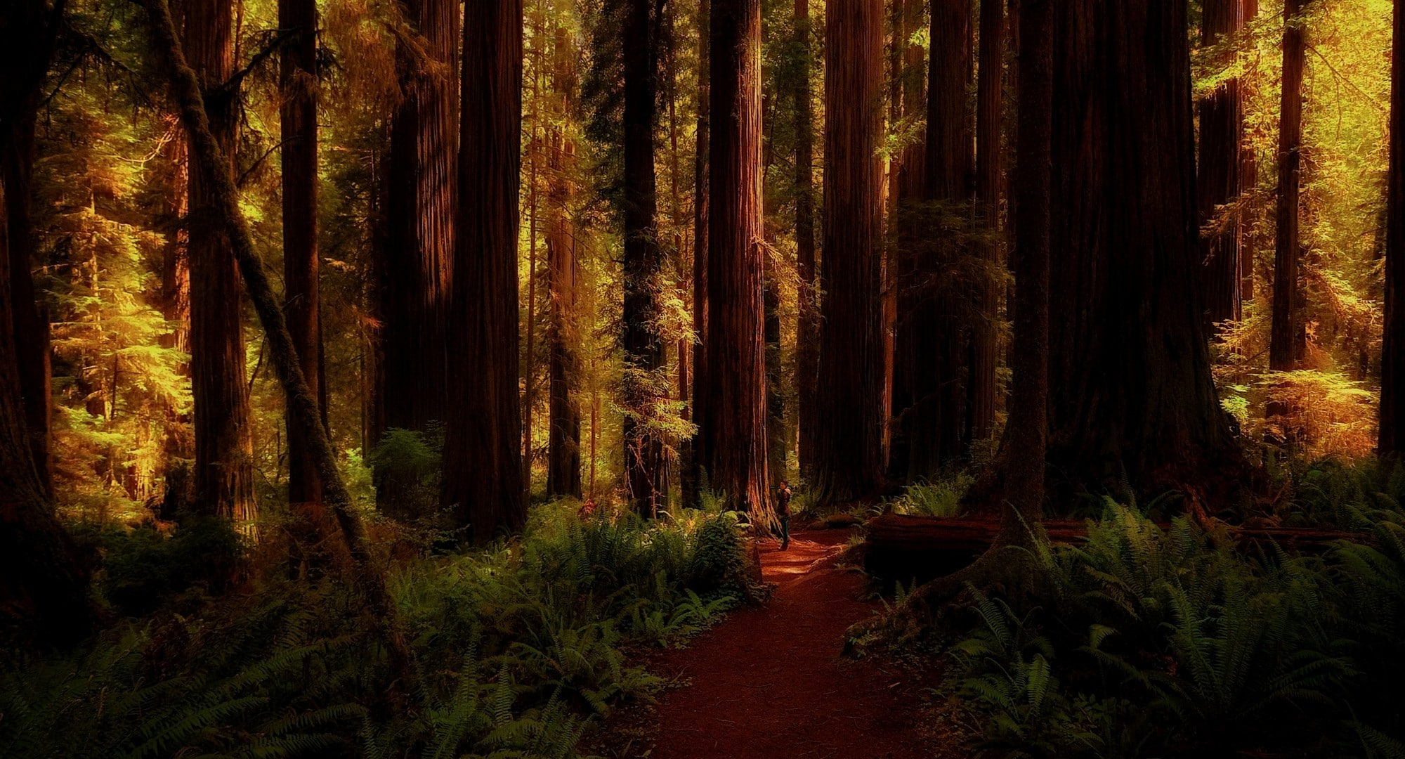 nature, landscape, ferns, redwood, California, shadow, 1080P, path, forest, trees, HD Wallpaper
