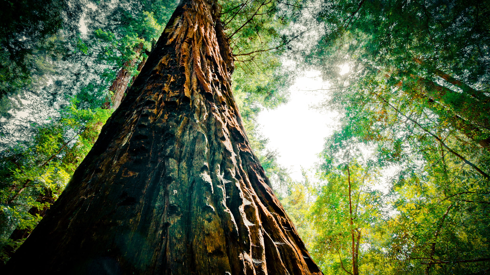 redwood, hd, tree, forest, nature, trees, 1080P, HD Wallpaper