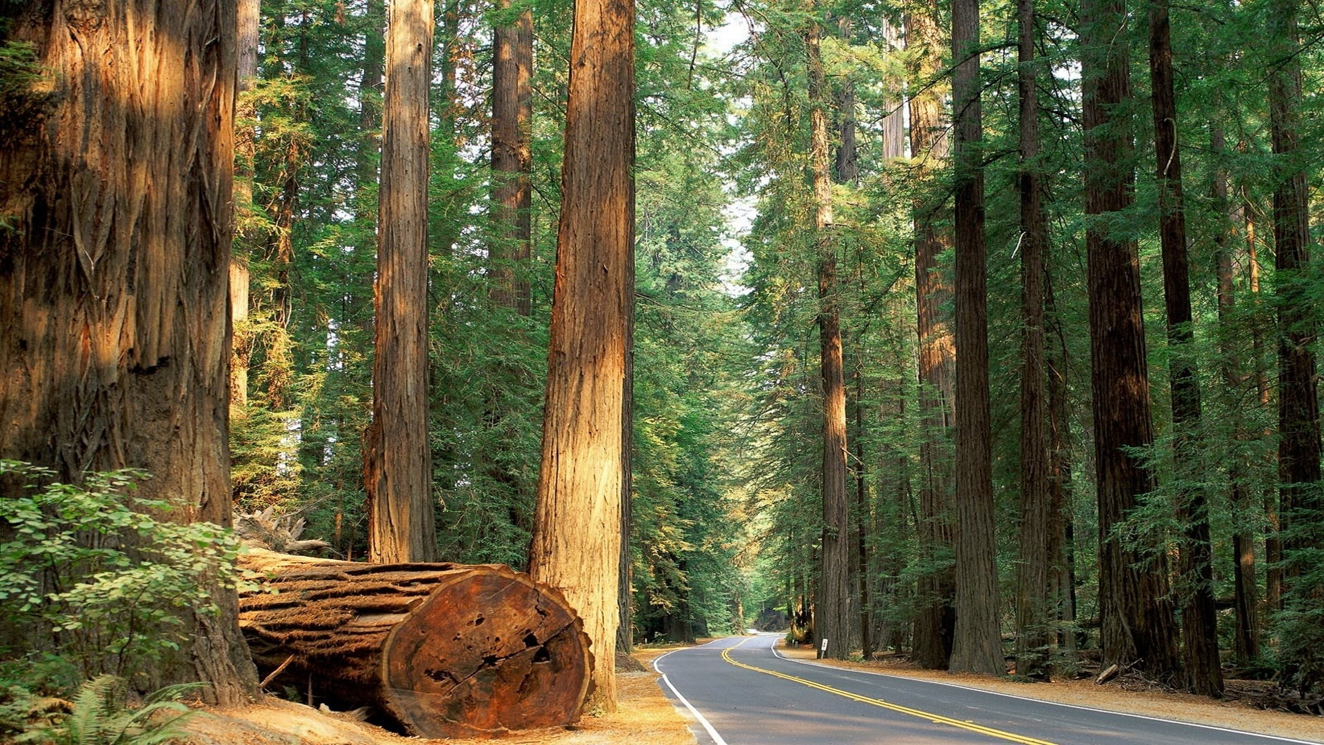 hd, road, 1080P, redwood, nature, trees, forest, HD Wallpaper