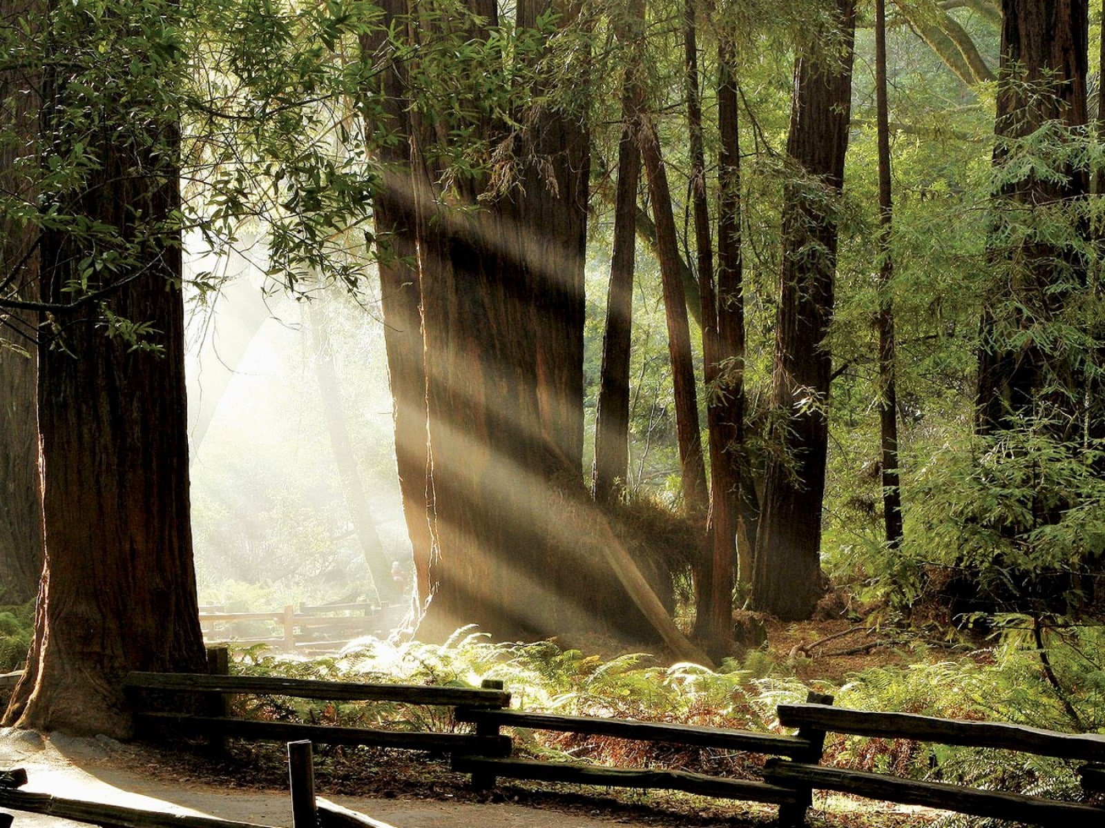 sunlight, trees, forest, redwood, hd, 720P, nature, HD Wallpaper
