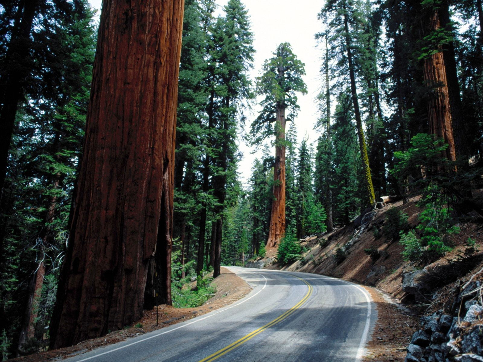 720P, landscape, pine trees, road, nature, redwood, HD Wallpaper