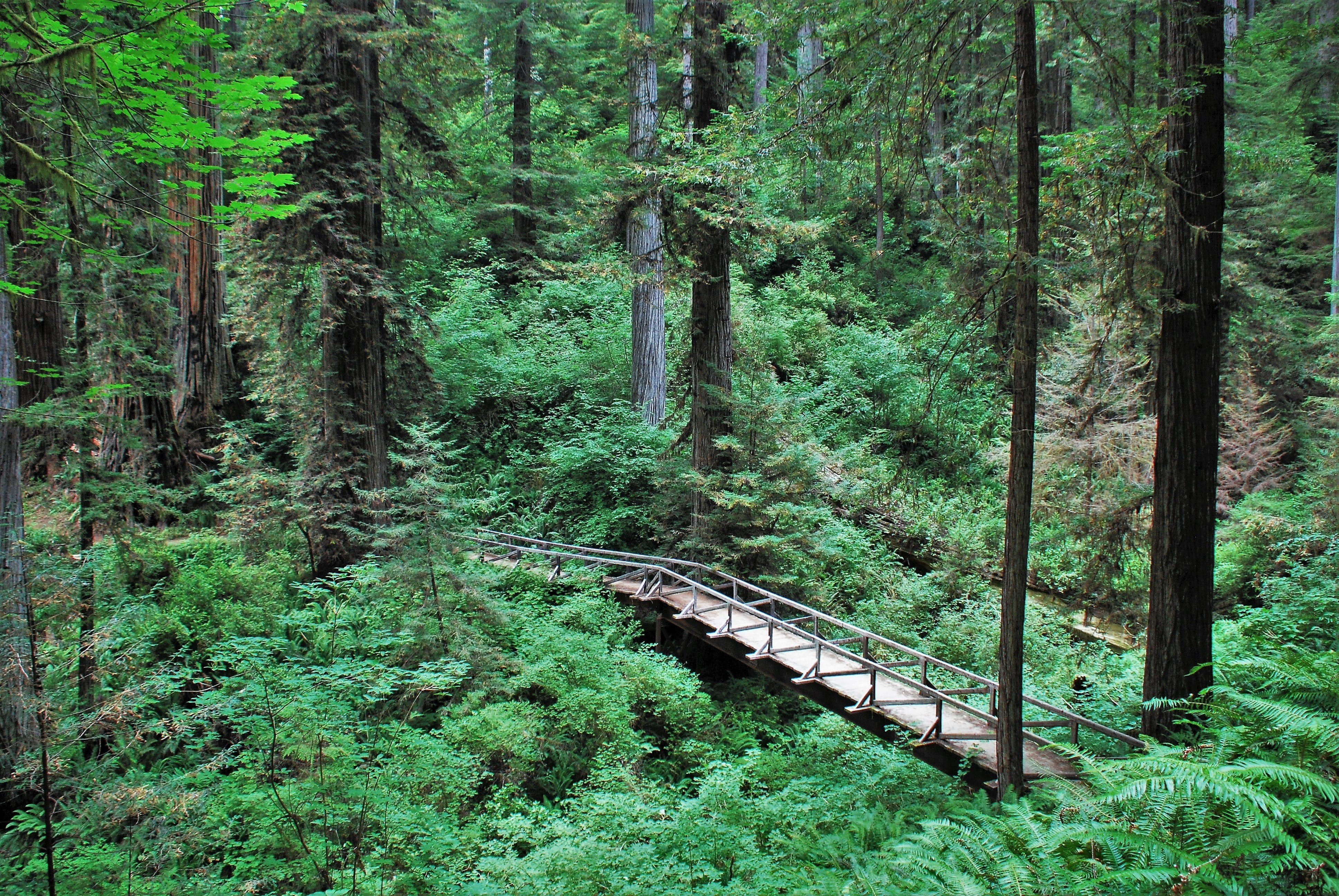 connection, redwood state and national parks, tranquility, land, united states, green color, day, green, tranquil scene, bridge, tree, trunk, humboldt, HD Wallpaper