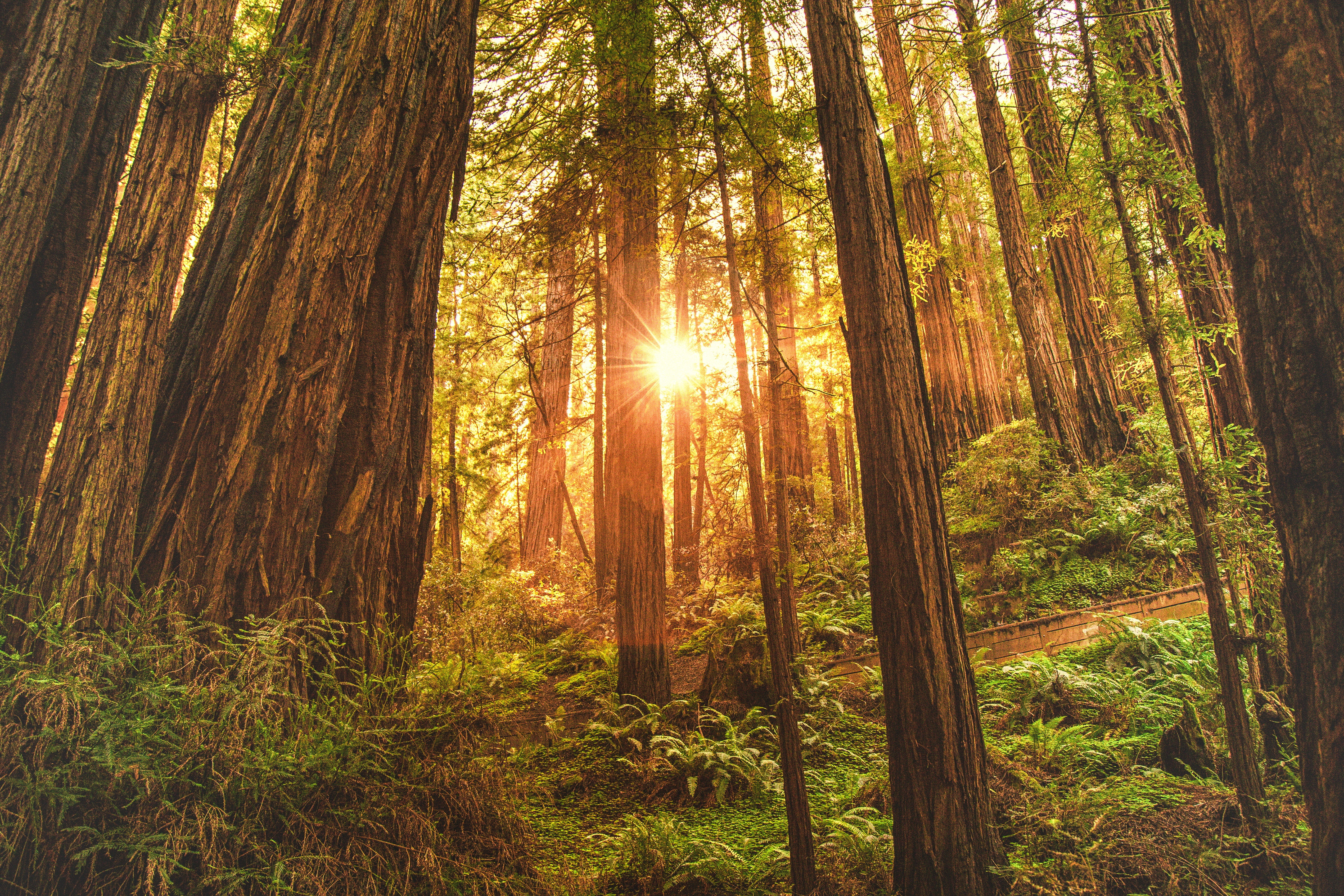 Earth, 4K, Redwood, Forest, Sun, HD Wallpaper
