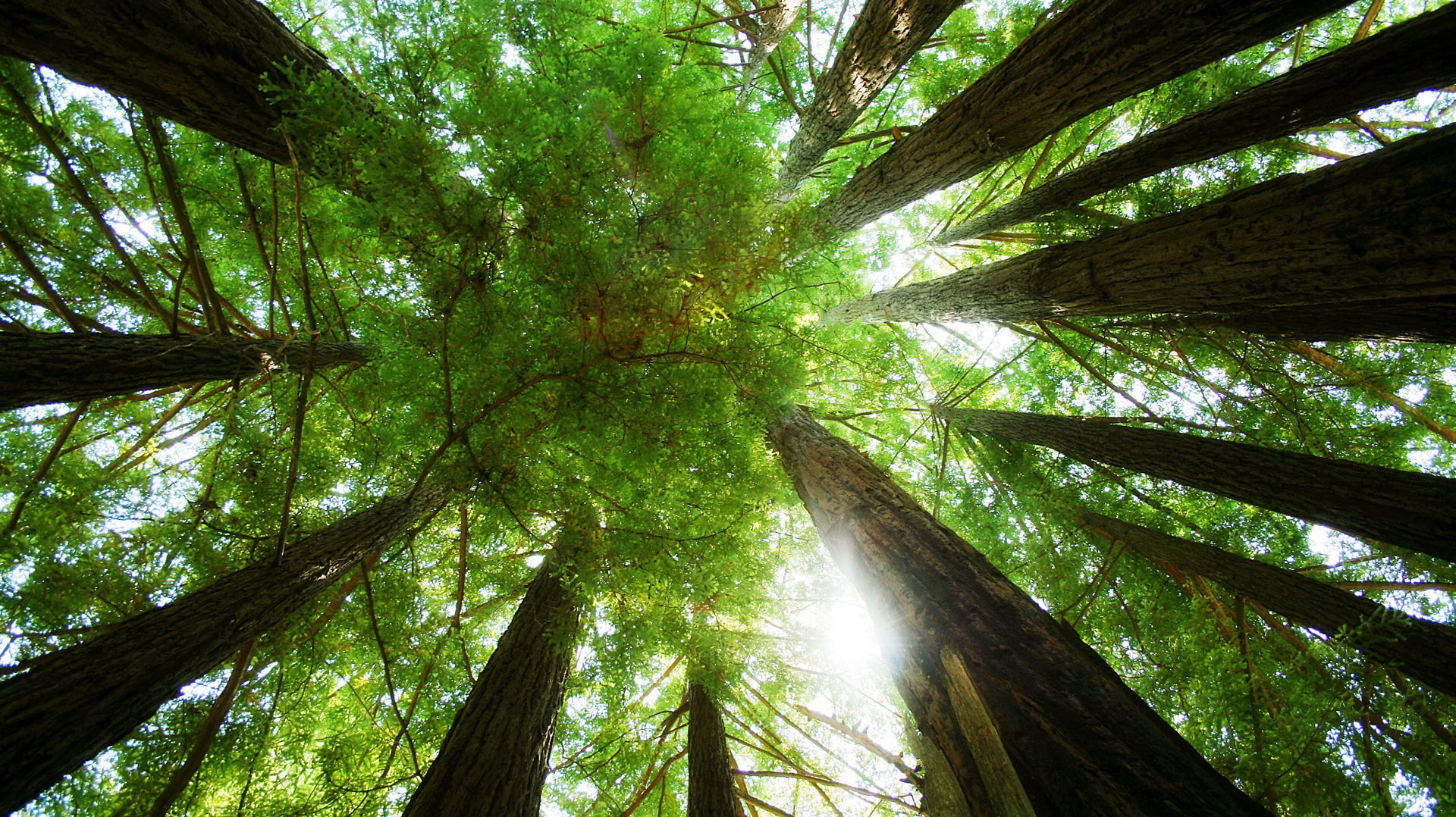 redwoods, nature and landscape, 1080P, ring, HD Wallpaper