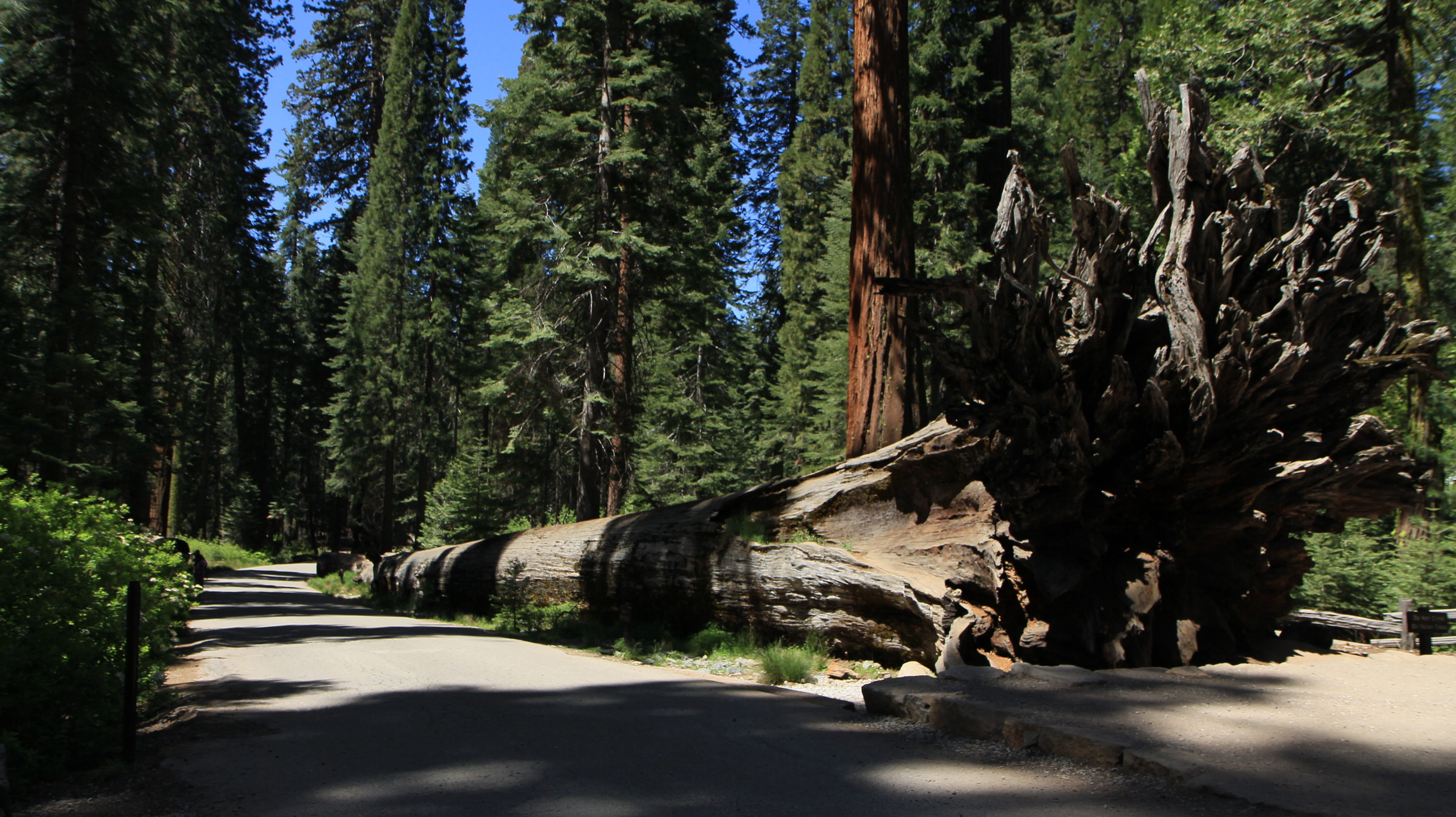 shadow, nature, giant, national, yosemite, wilderness, tranquil scene, growth, tall, outdoors, green color, Yosemite, no people, road, tree, day, sequoia, HD Wallpaper
