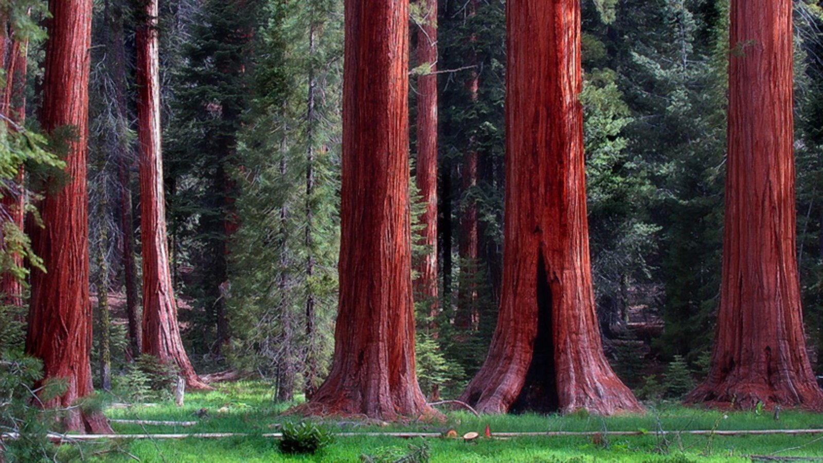Tree, 720P, Green, Earth, Forest, Redwood, HD Wallpaper
