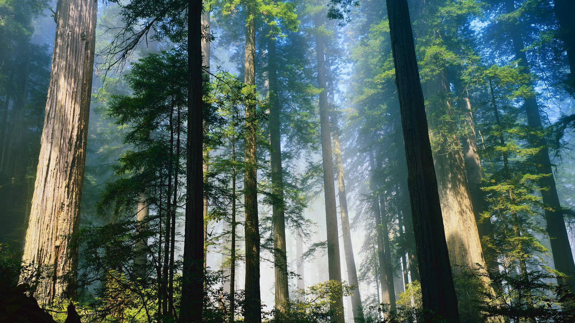 nature, 1080P, hd, trees, forest, redwood, HD Wallpaper