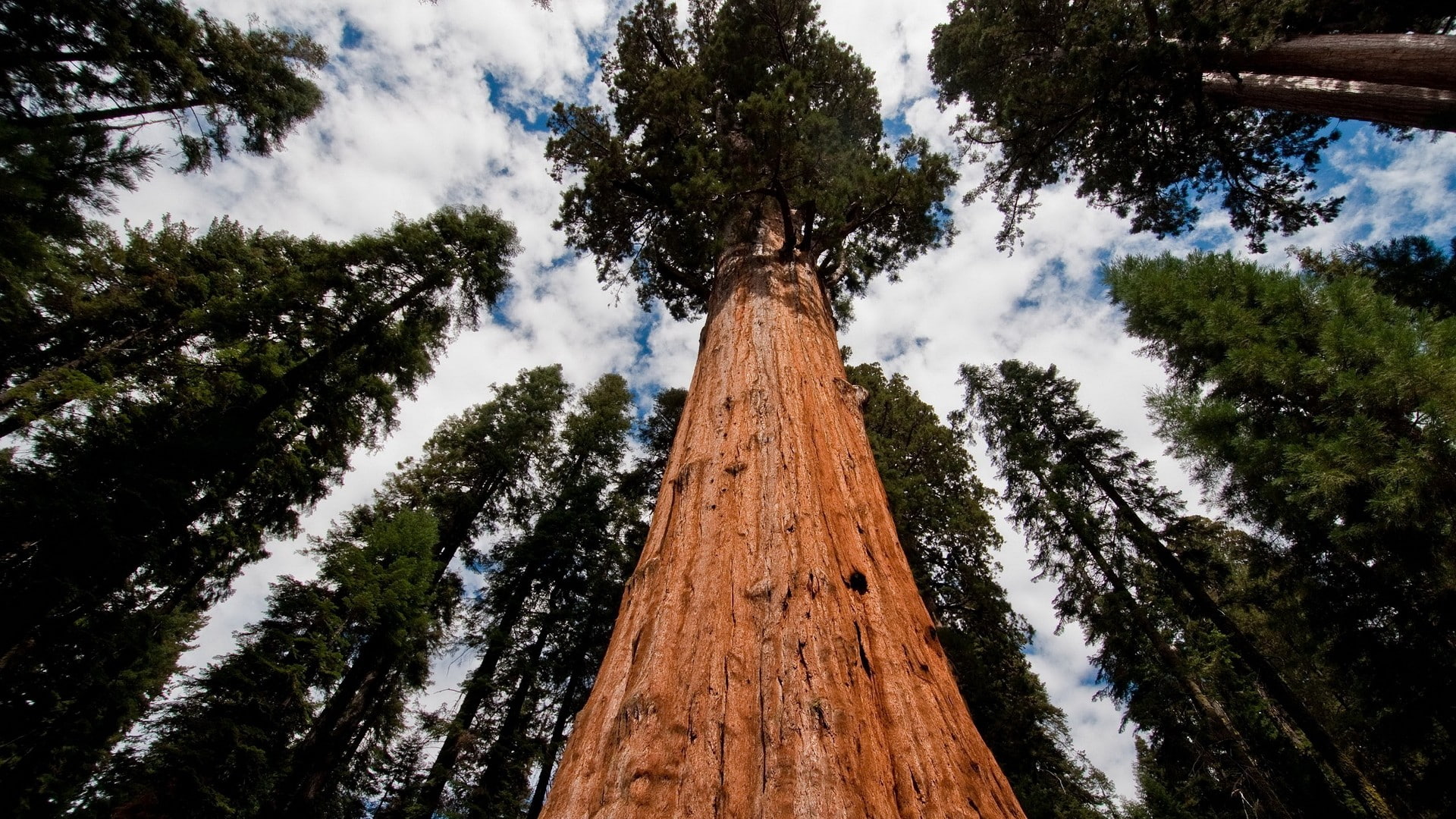 hd, trees, forest, 1080P, redwood, nature, HD Wallpaper