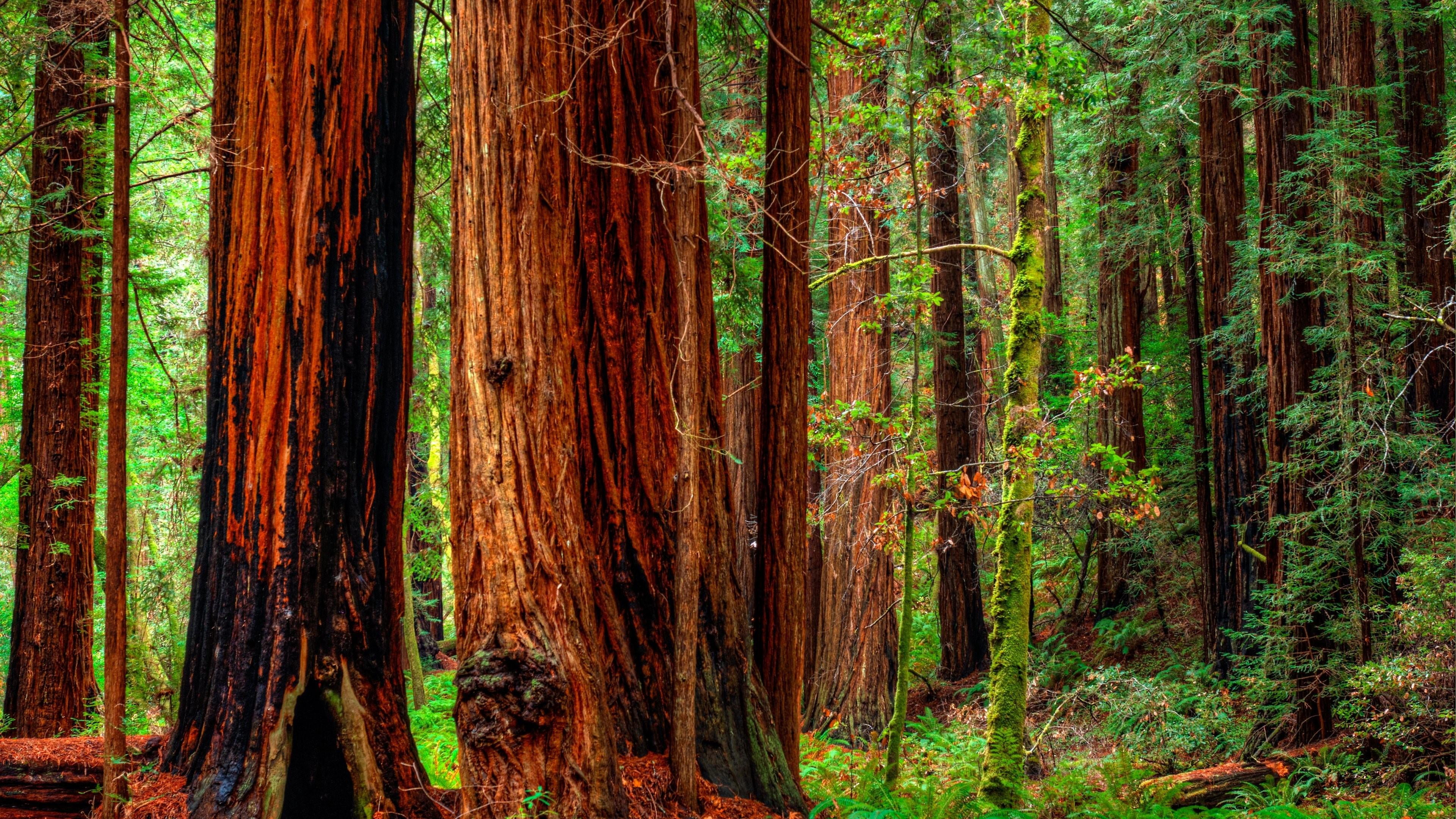 woodland, tree trunk, beauty in nature, nature, fir forest, tree, rainforest, 4K, green color, jedediah smith redwoods state park, united states, wood - material, HD Wallpaper