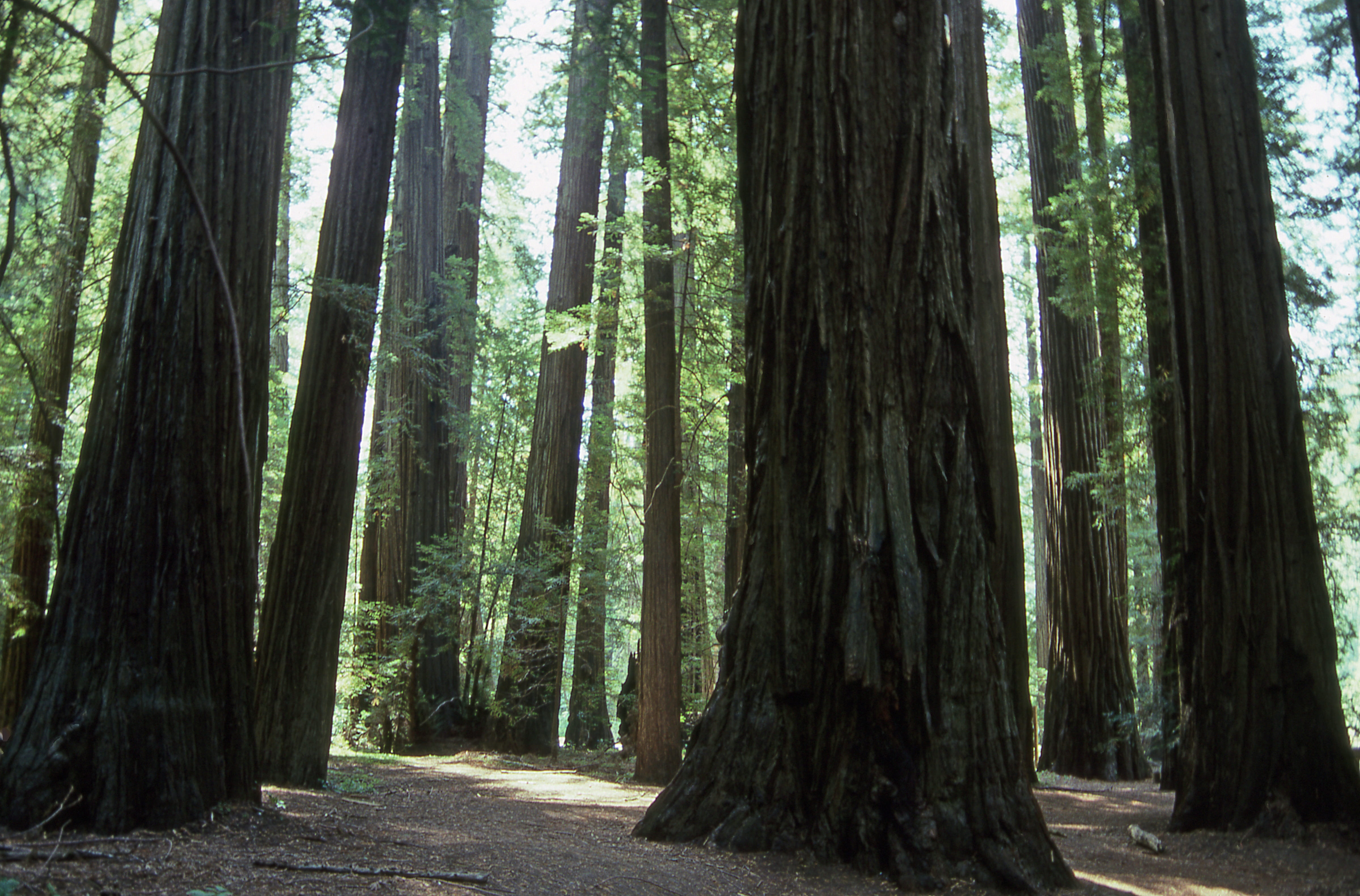 direction, united states, 4K, tree, woodland, tranquil scene, humboldt county, nature, land, day, the way forward, outdoors, plant, non-urban scene, trunk, HD Wallpaper