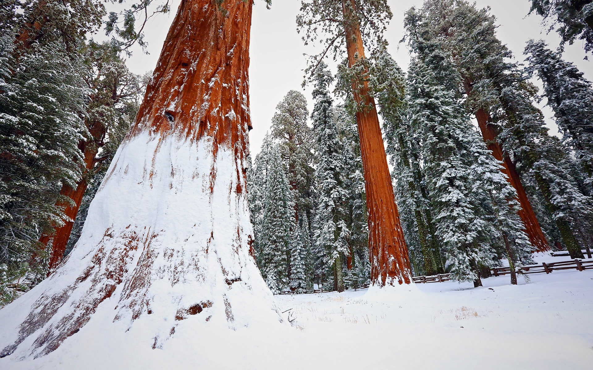 Redwood, Tree, Snow, 1080P, Winter, Forest, HD Wallpaper