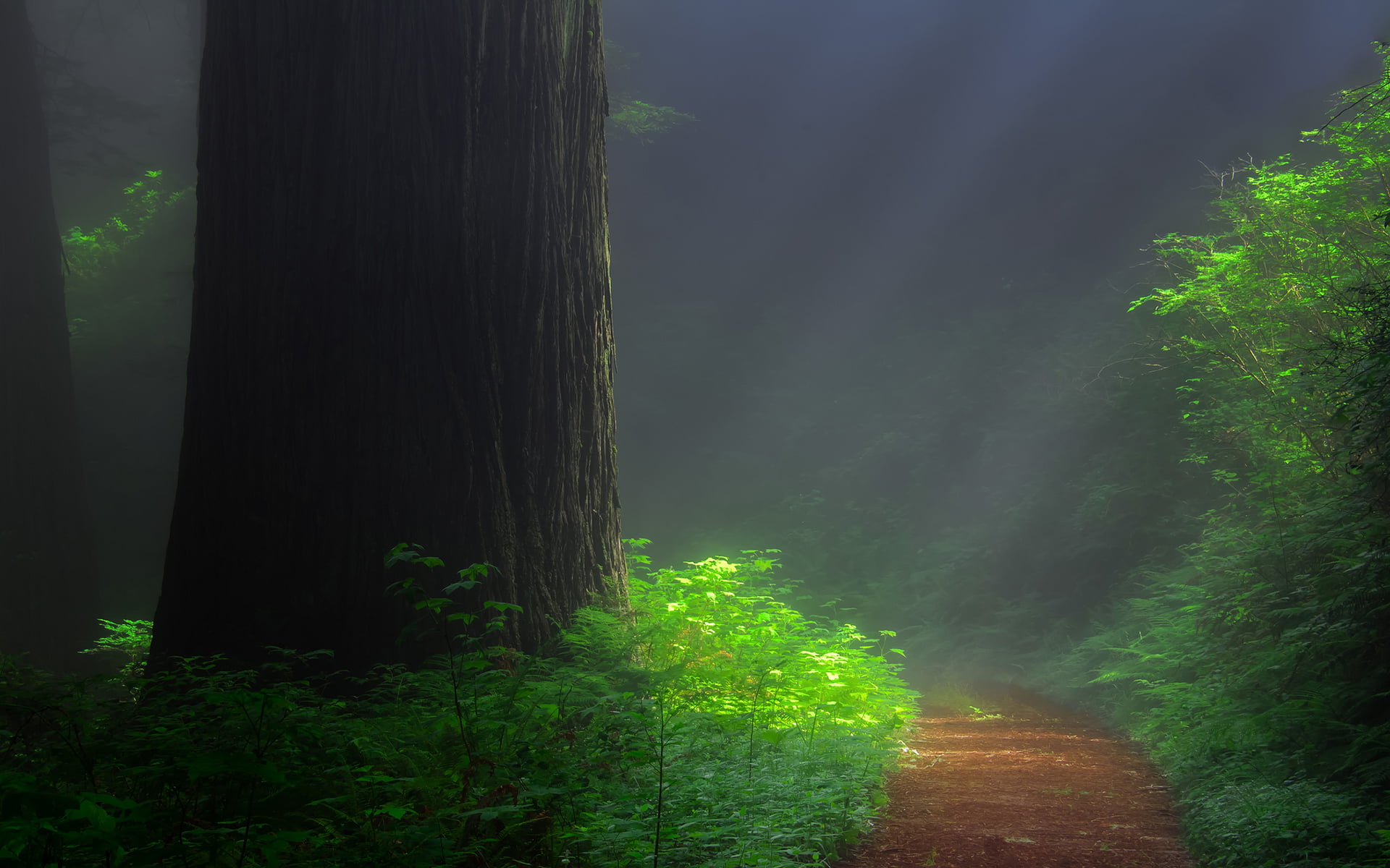 outdoors, trail, day, 1080P, forest, tree, green color, fog, tranquility, tranquil scene, gray, scenics - nature, plant, direction, redwood, nature, growth, HD Wallpaper