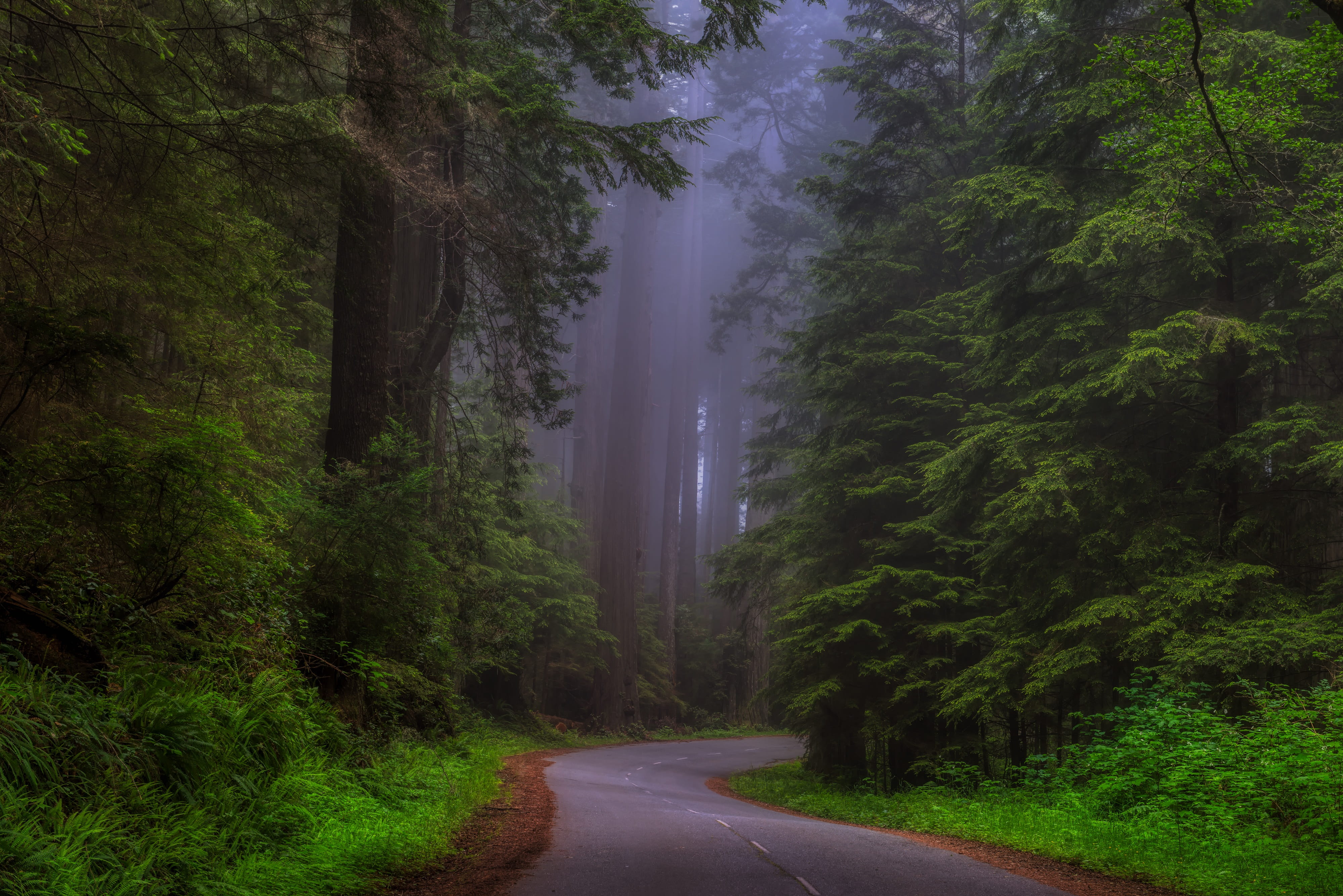road, plant, country, transportation, tranquil scene, no people, mood, hdr, wilderness, day, green color, diminishing perspective, haze, forest, growth, HD Wallpaper