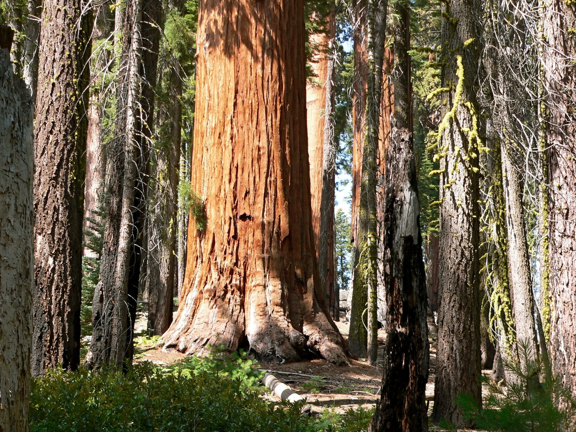 nature, trees, hd, forest, 1080P, redwood, HD Wallpaper