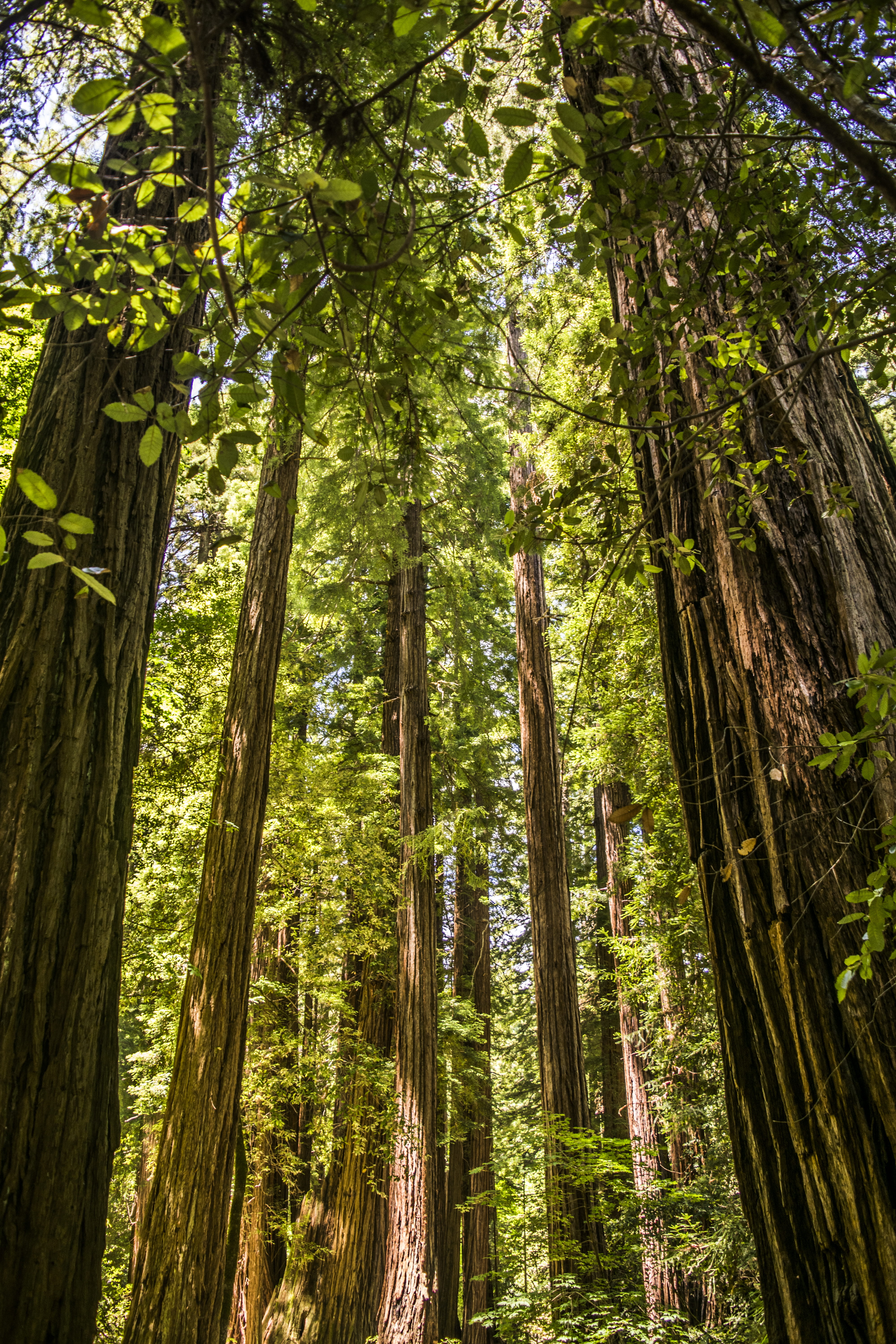 bamboo grove, bamboo - plant, parks, day, land, 5K, nature, no people, green color, muir woods national monument, tranquility, outdoors, green, trees, Phone HD Wallpaper