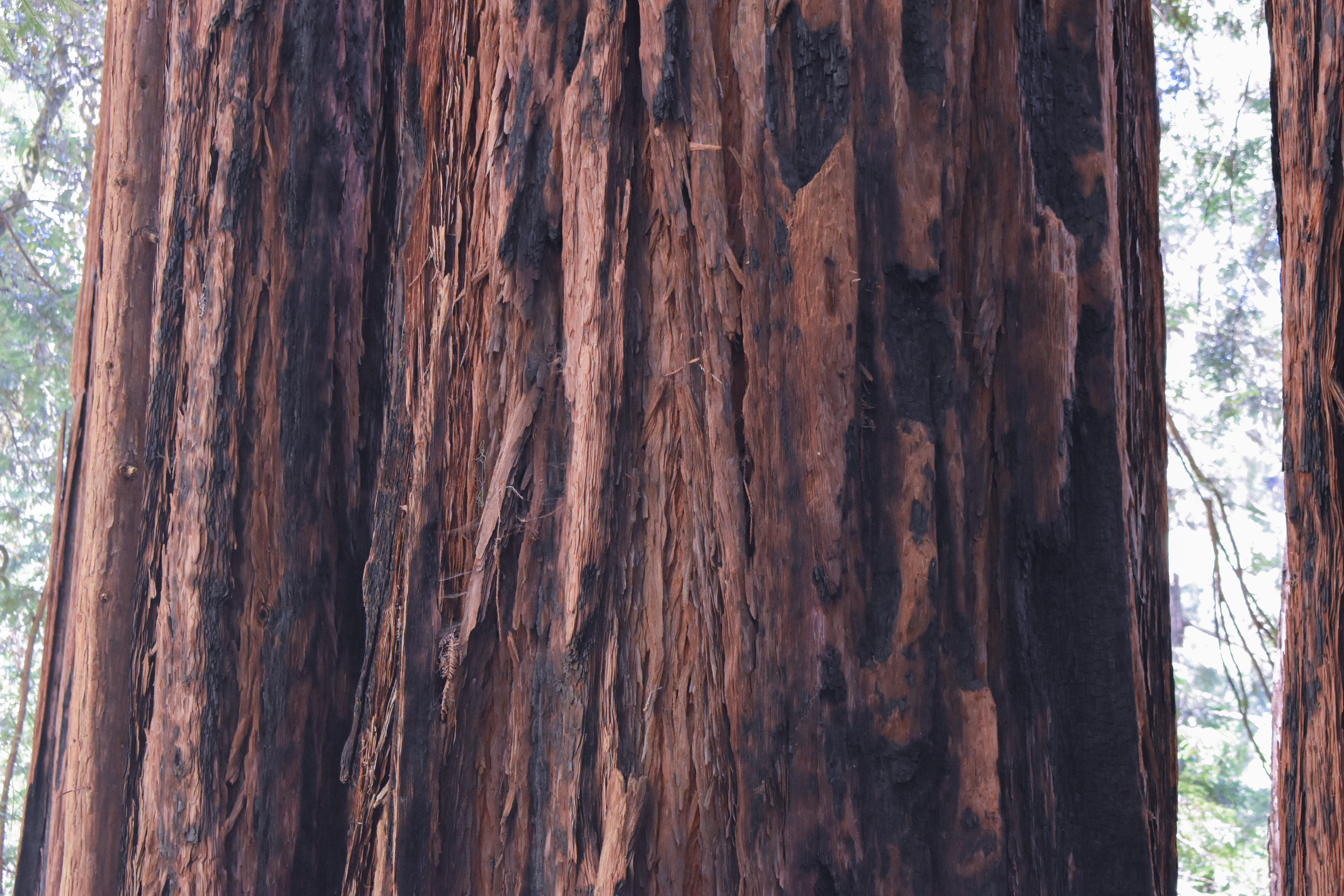 winter, woods, united states, textured, pattern, focus on foreground, forest, bark, natural pattern, coast, land, muir, day, desktop, outdoors, west, nikon, HD Wallpaper