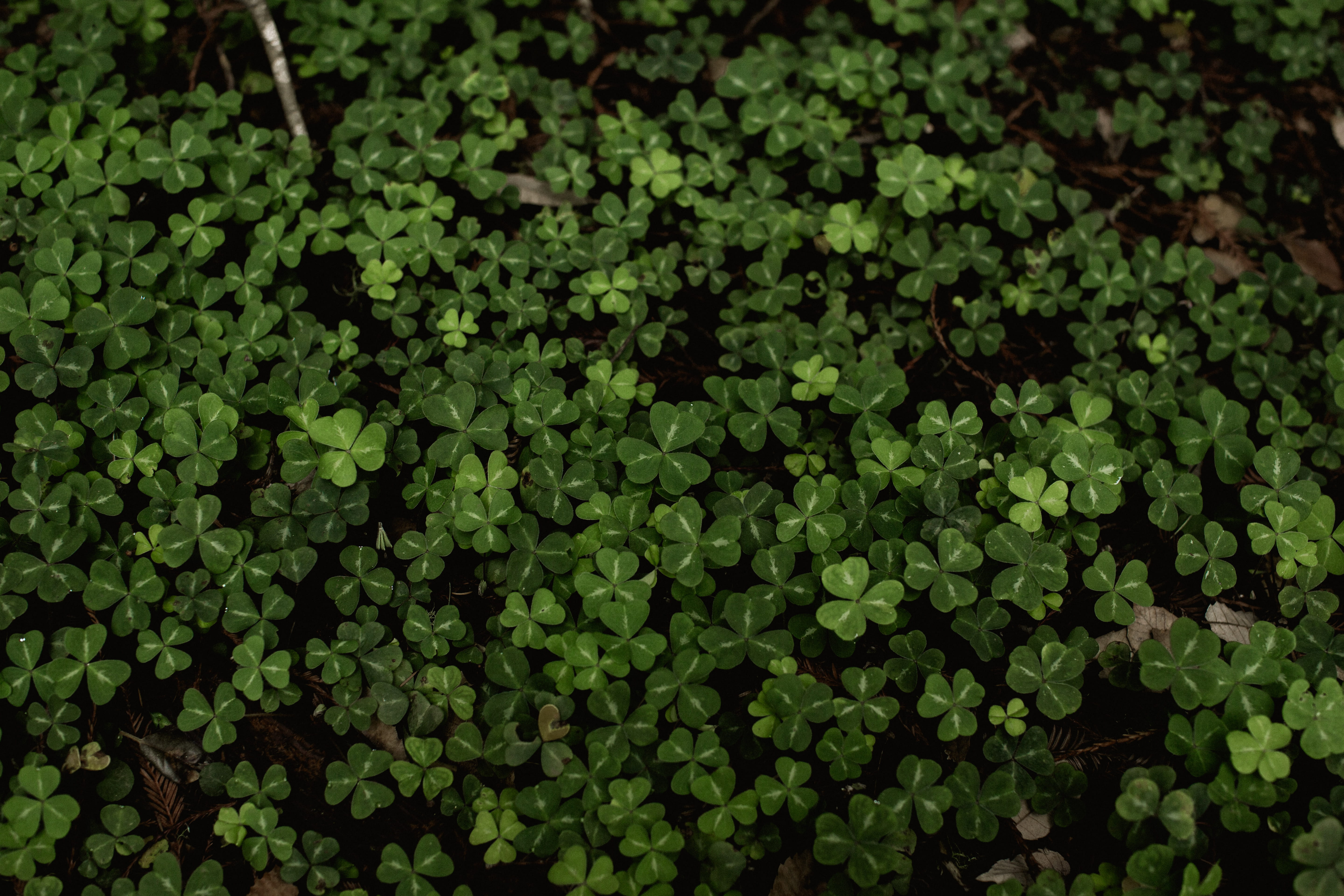 foliage, day, land, flowerbed, nature, growth, green color, green, no people, muir woods, field, beauty in nature, plants, muir woods national monument, HD Wallpaper