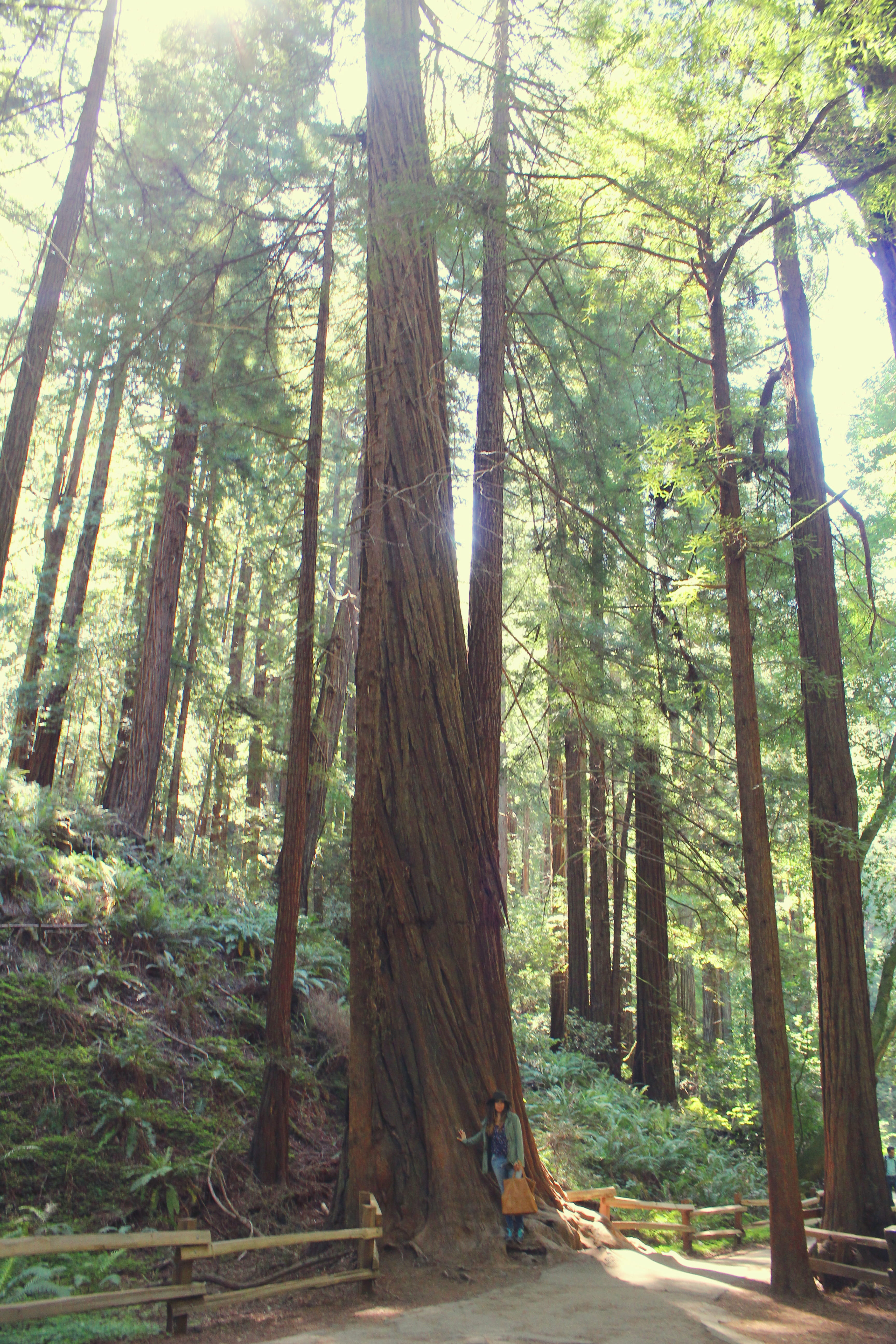 sunlight, outdoors, sanfrancisco, tranquil scene, beauty in nature, muir woods visitor center, united states, muirwoods, nature, woodland, mill valley, Phone HD Wallpaper