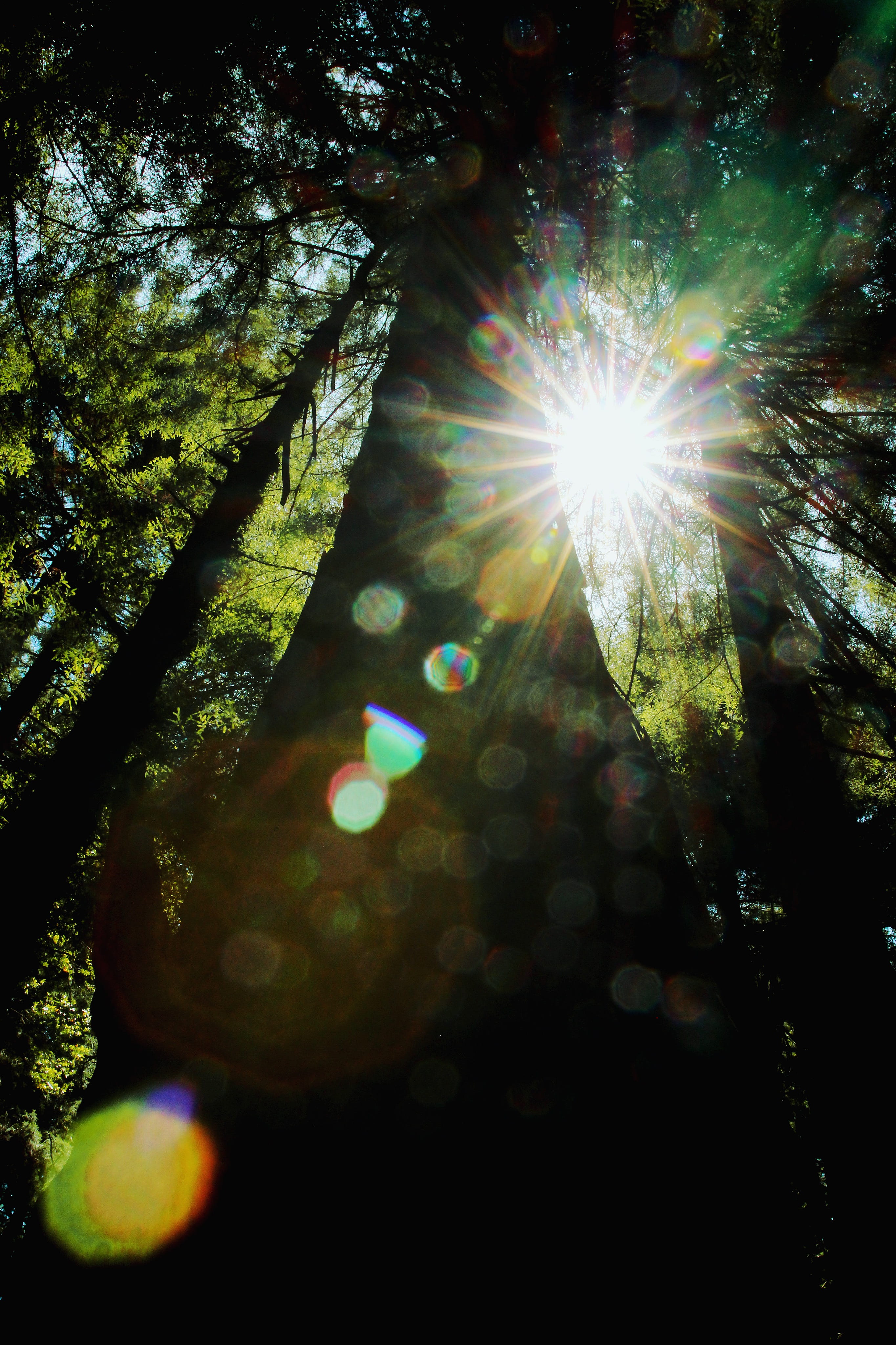 bright, sun, united states, sunlight, sky, tree, sunbeam, low angle view, 4K, tranquility, streaming, nature, solar flare, branch, trunk, outdoors, lens flare, Phone HD Wallpaper