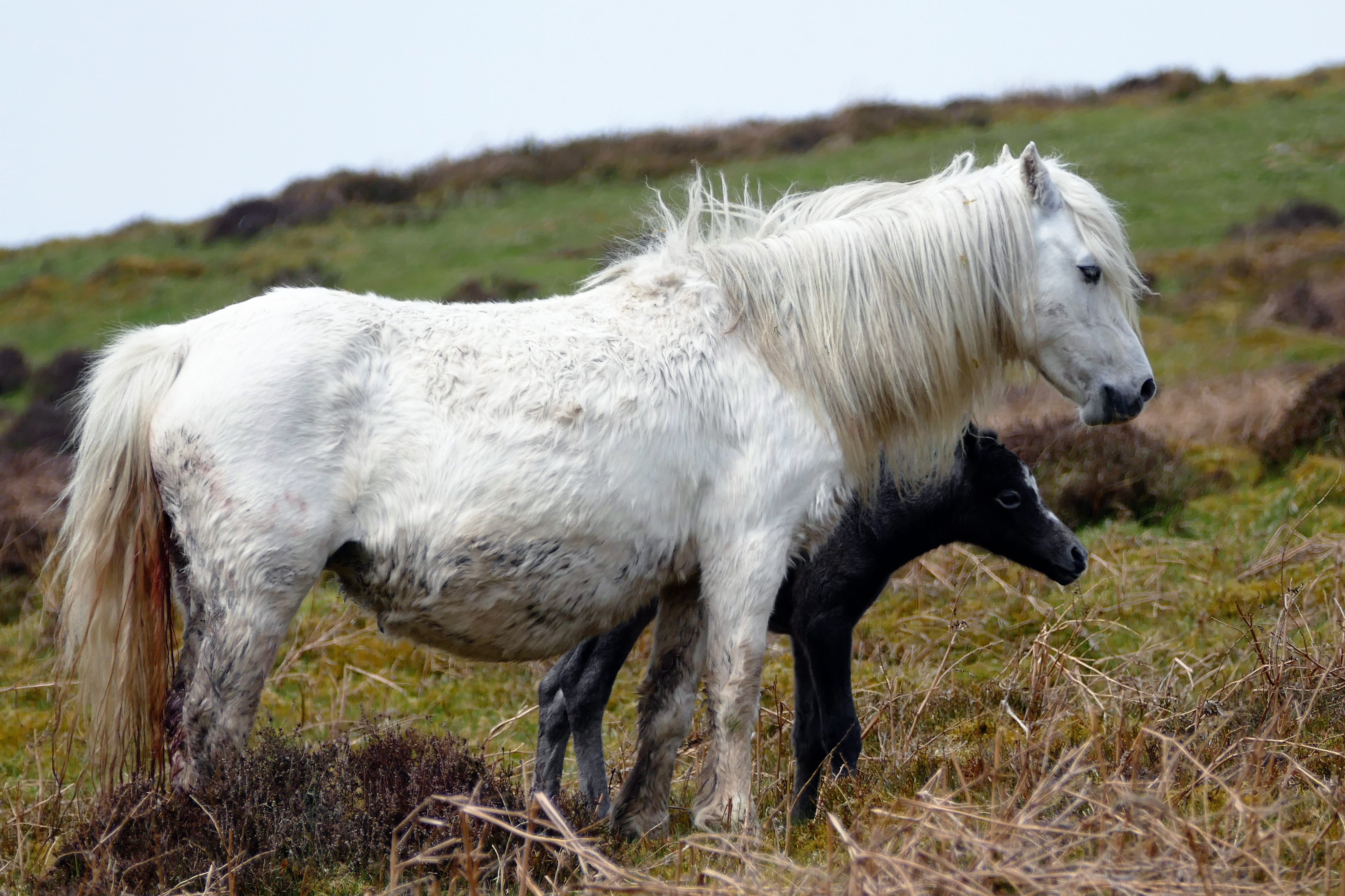 exercise, plant, horse, equestrian, country, mare, scenic, no people, 5K, pets, pasture, track, group of animals, walk, uk, white color, pony, horses, HD Wallpaper
