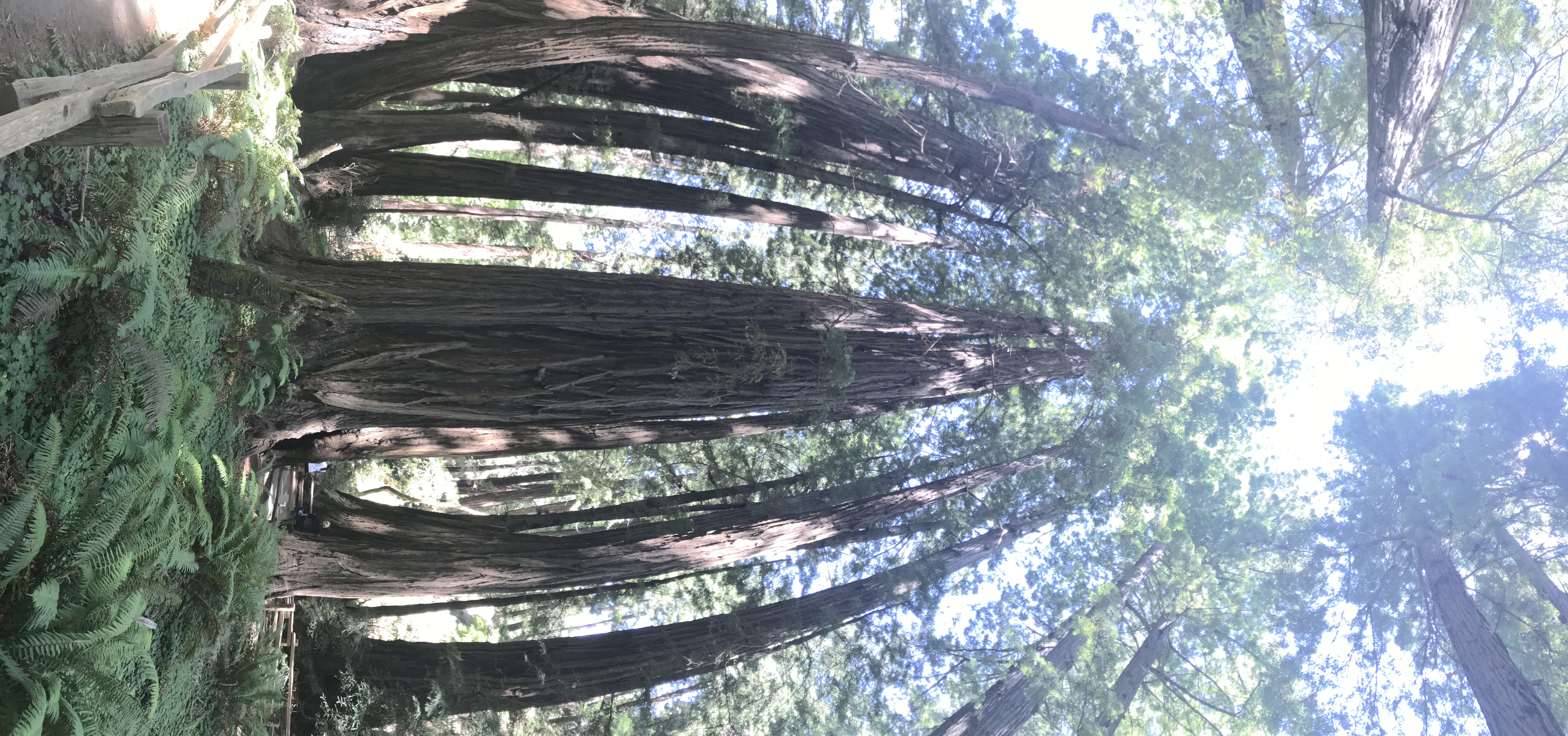 mill valley, low angle view, beautiful, bark, tall, united states, plant, 8K, outdoors, tranquility, built structure, tree, land, forest, nature, beauty in nature, HD Wallpaper
