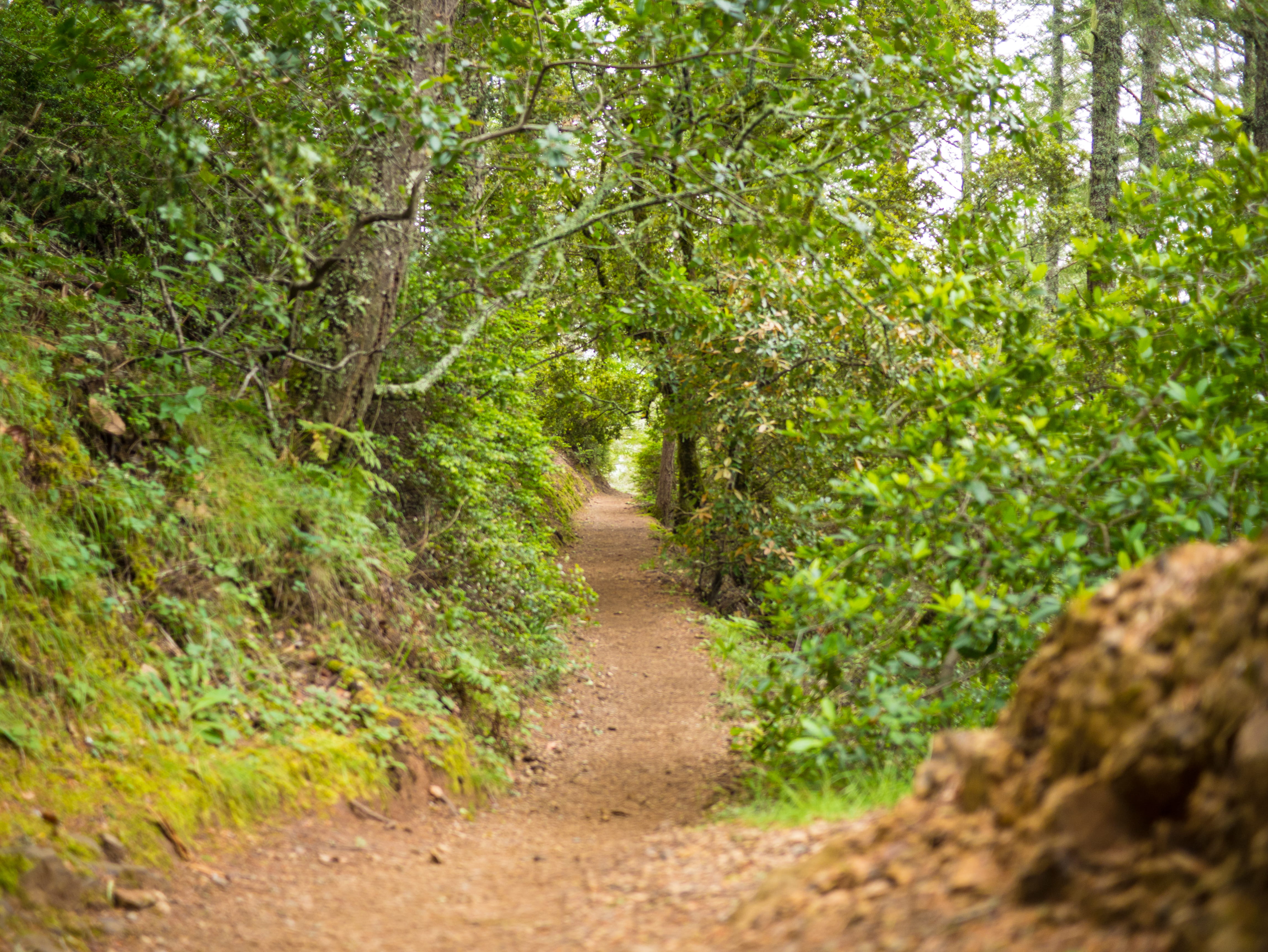 diminishing perspective, path, beauty in nature, 4K, green color, forest, growth, tranquility, foliage, trees, trail, dirt, tranquil scene, muir woods national monument, HD Wallpaper