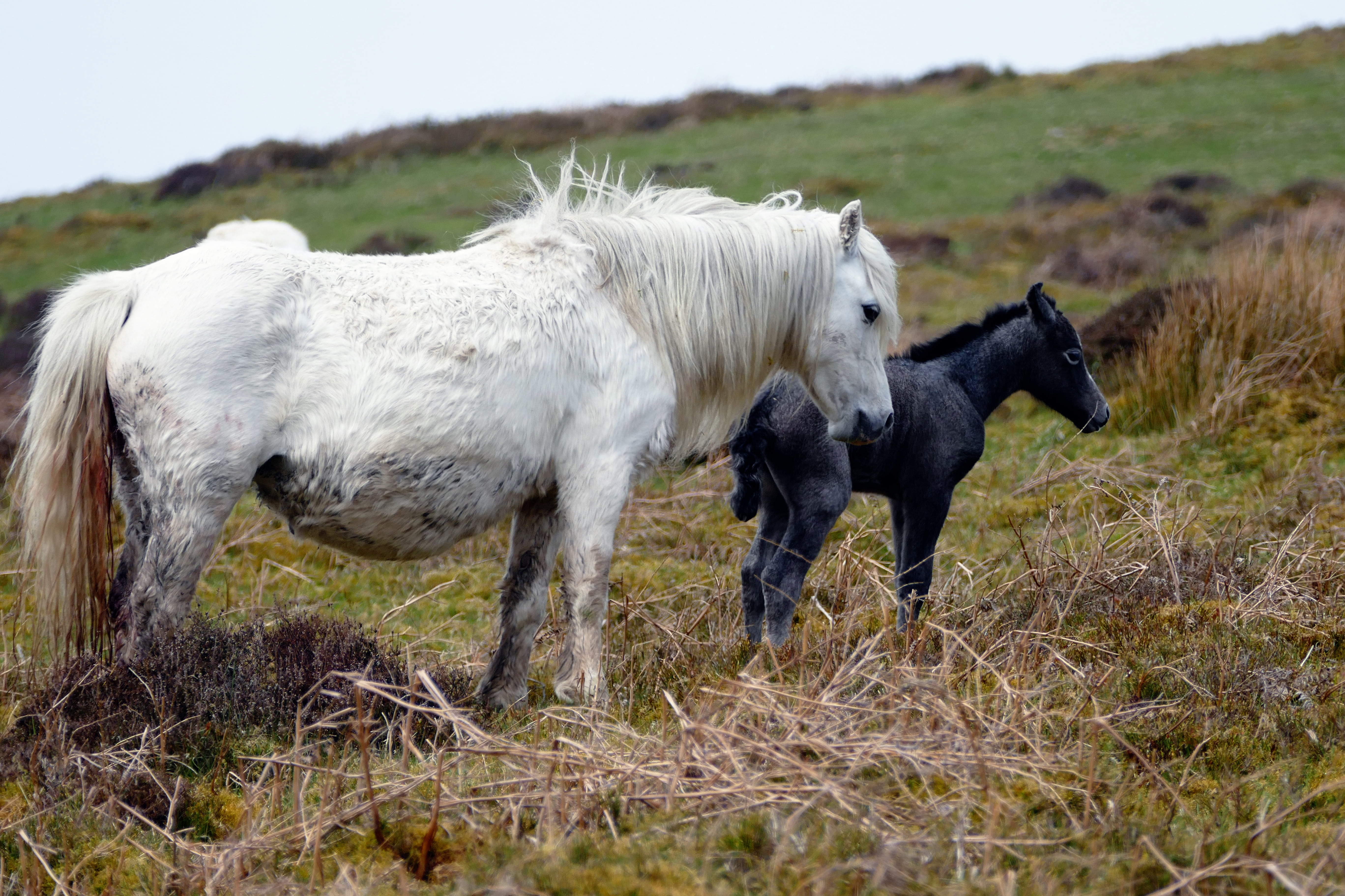 countryside, two animals, domestic, animal themes, trekker, mill, stream, path, carding mill valley, walking, track, hills, lifestyle, health, footpath, HD Wallpaper