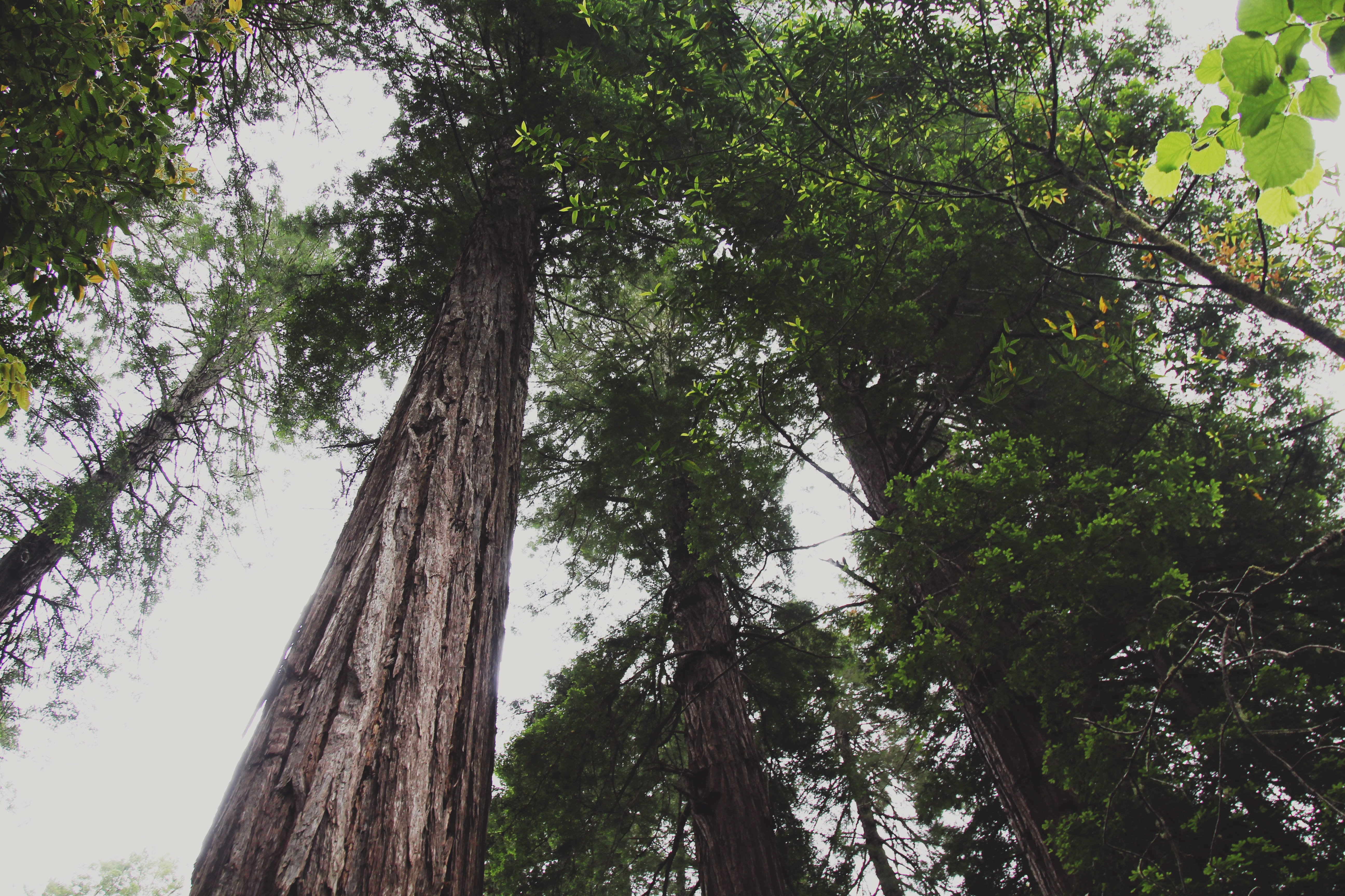 land, low angle view, no people, trail, outdoors, green color, tree canopy, clear sky, growth, scenics - nature, branch, tranquility, nature, beauty in nature, HD Wallpaper