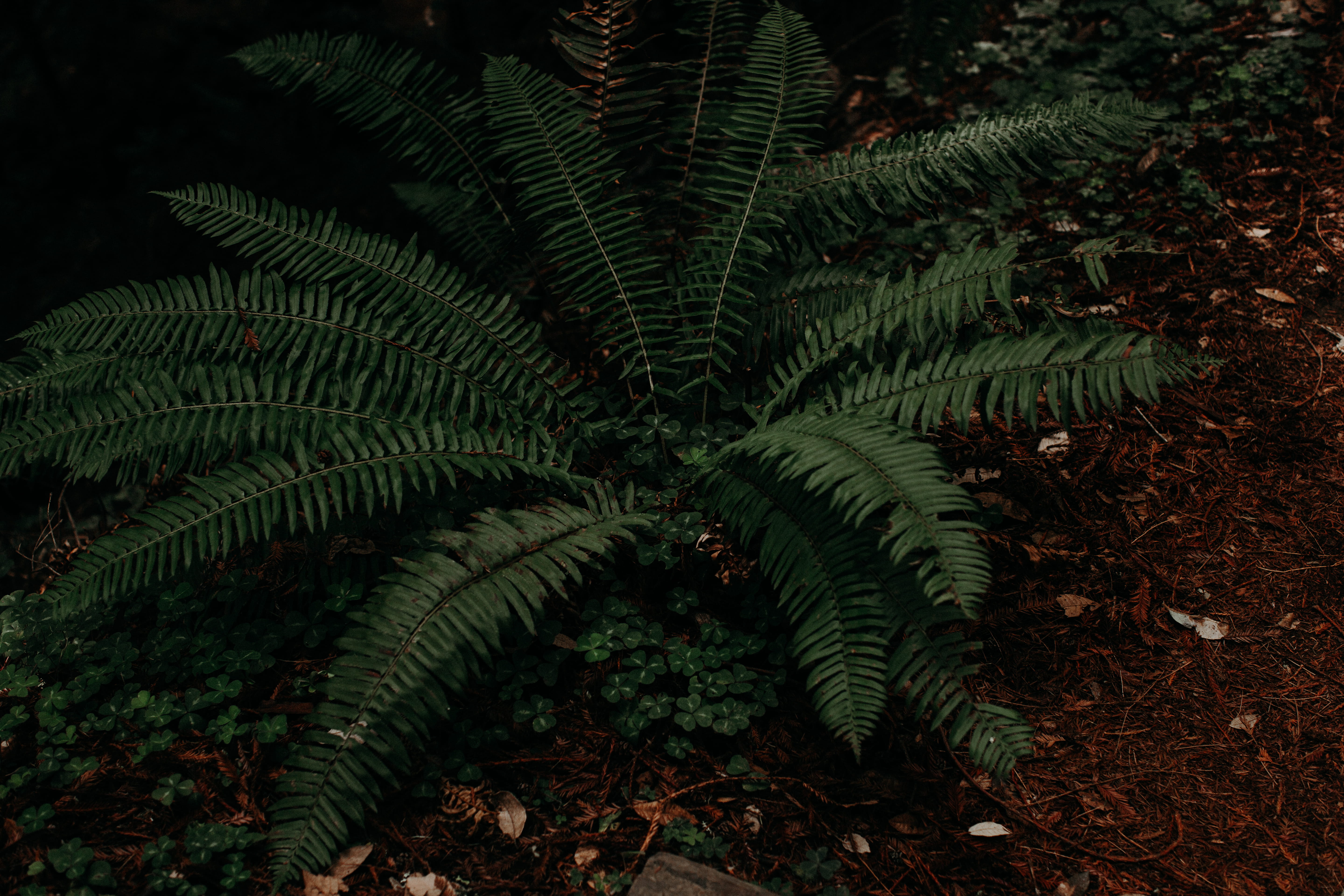 foliage, plant, leaf, outdoors, freshness, 5K, green color, fern, day, growth, botany, muir woods national monument, mill valley, tree, united states, HD Wallpaper