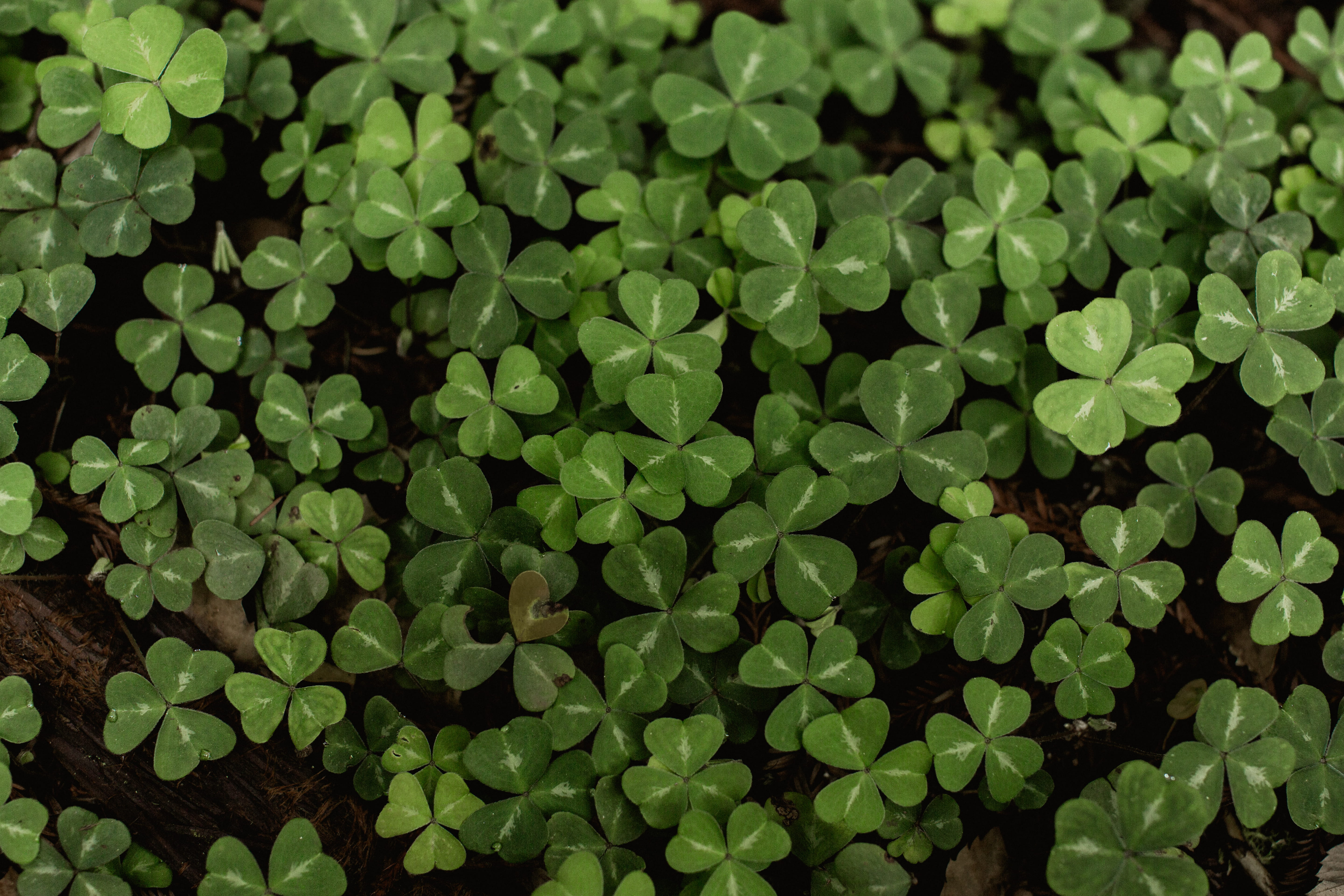5K, full frame, beauty in nature, plant nursery, growth, close-up, green, plant, no people, day, clover, freshness, mill valley, outdoors, plant part, HD Wallpaper