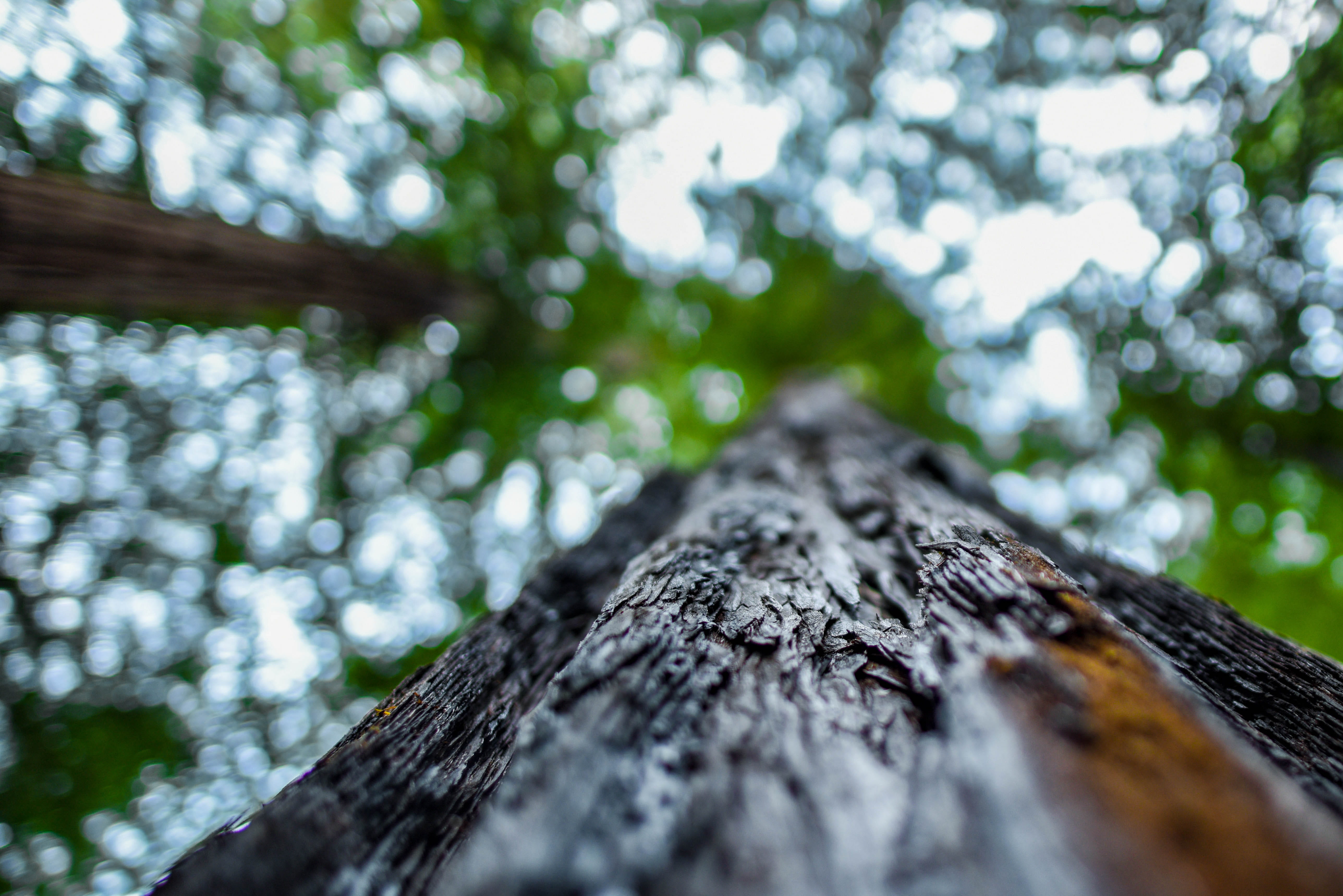 textured, close-up, muir, redwoods, trunk, low angle view, green, united states, plant, tree, wood, rough, muir woods national monument, california, forest, HD Wallpaper