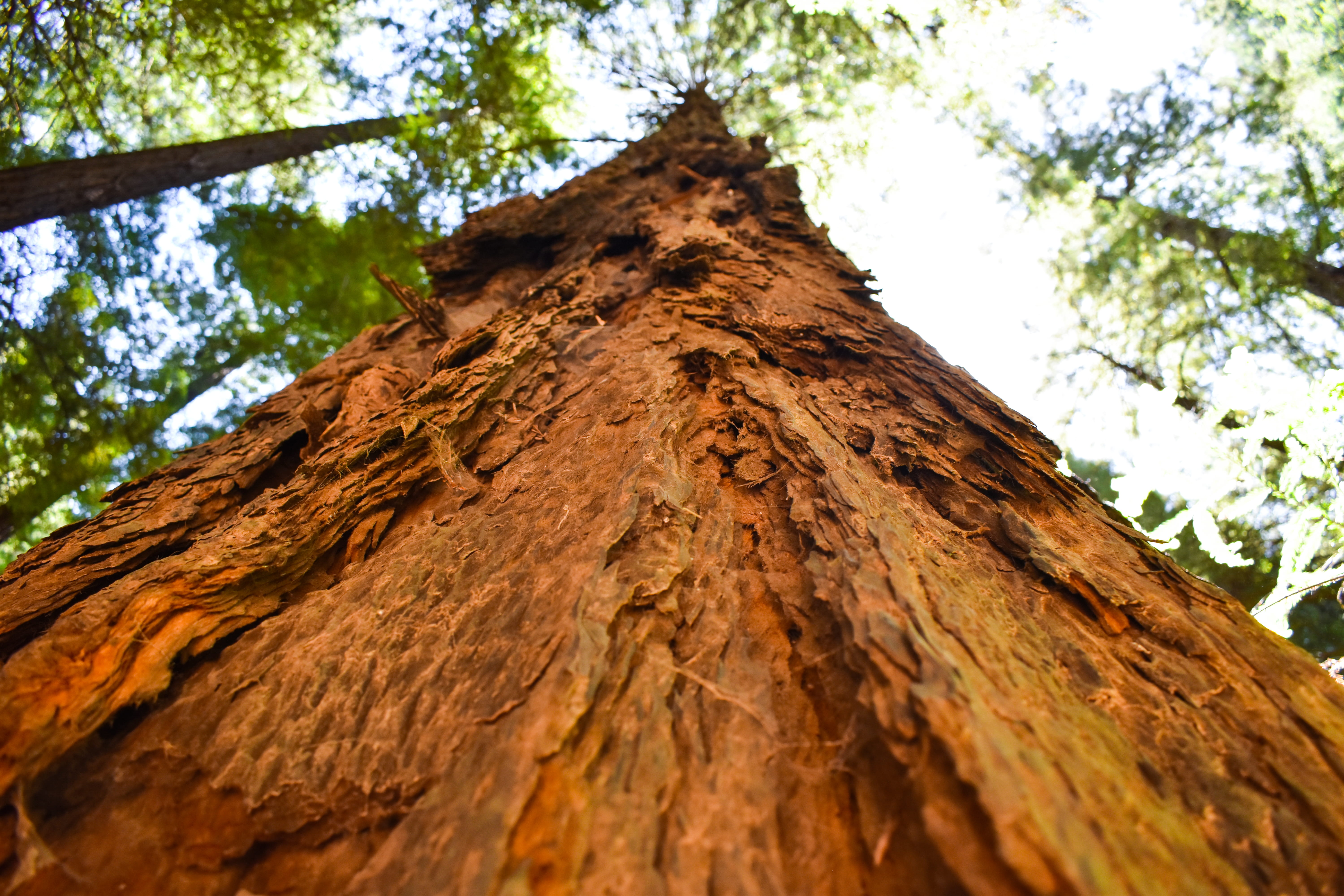 rough, mill valley, outdoors, brown, red, bark, growth, no people, view, tree, low angle view, plant, directly below, background, textured, close-up, forest, HD Wallpaper
