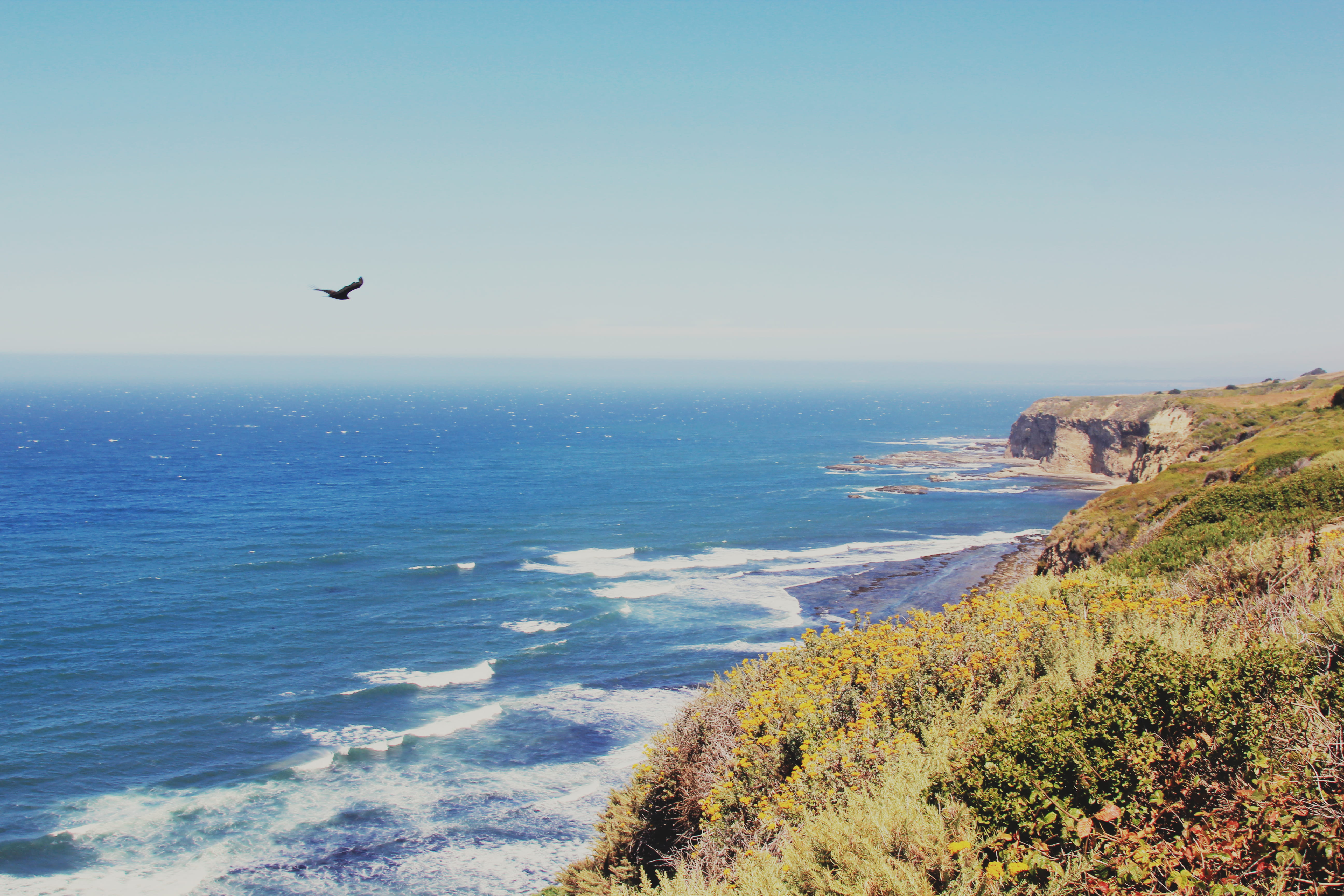 beach, no people, animal themes, tranquility, united states, 5K, coastal, tranquil scene, land, horizon, flying, day, water, bird, scenics - nature, beauty in nature, HD Wallpaper