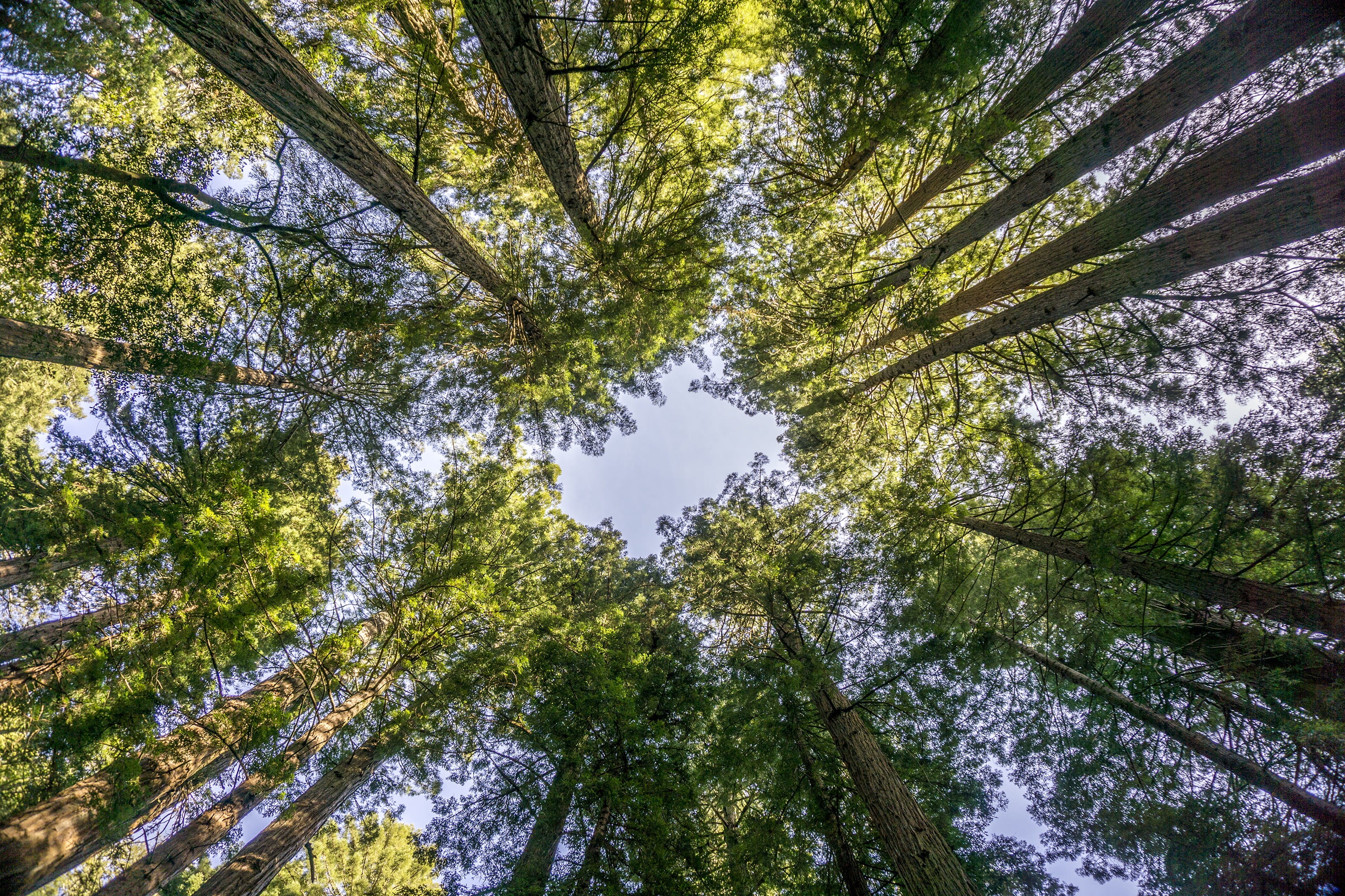 marin county, day, plant, beauty in nature, green color, tree trunk, sky, trees, tranquil scene, tranquility, tree canopy, tall - high, directly below, HD Wallpaper