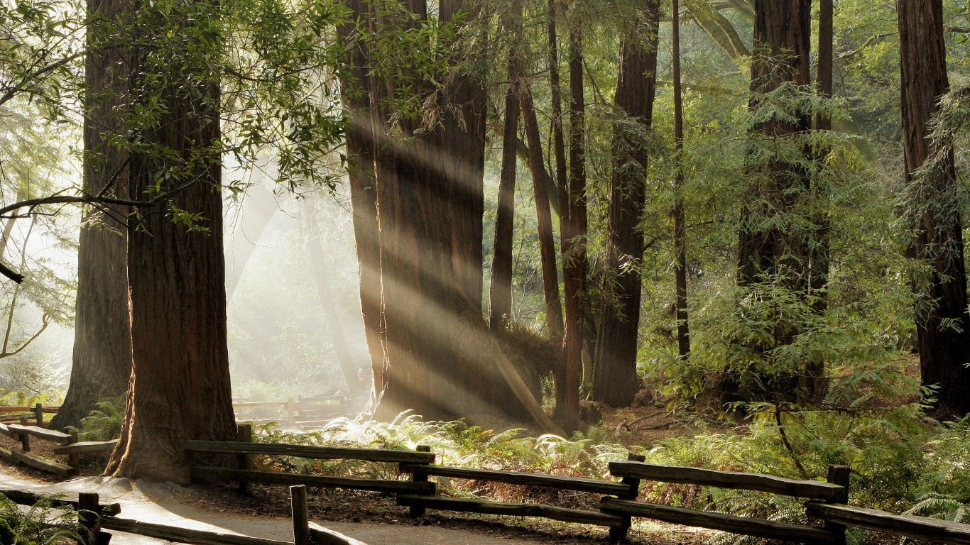 720P, hd, nature, sunlight, muir, forest, tree, woods, HD Wallpaper