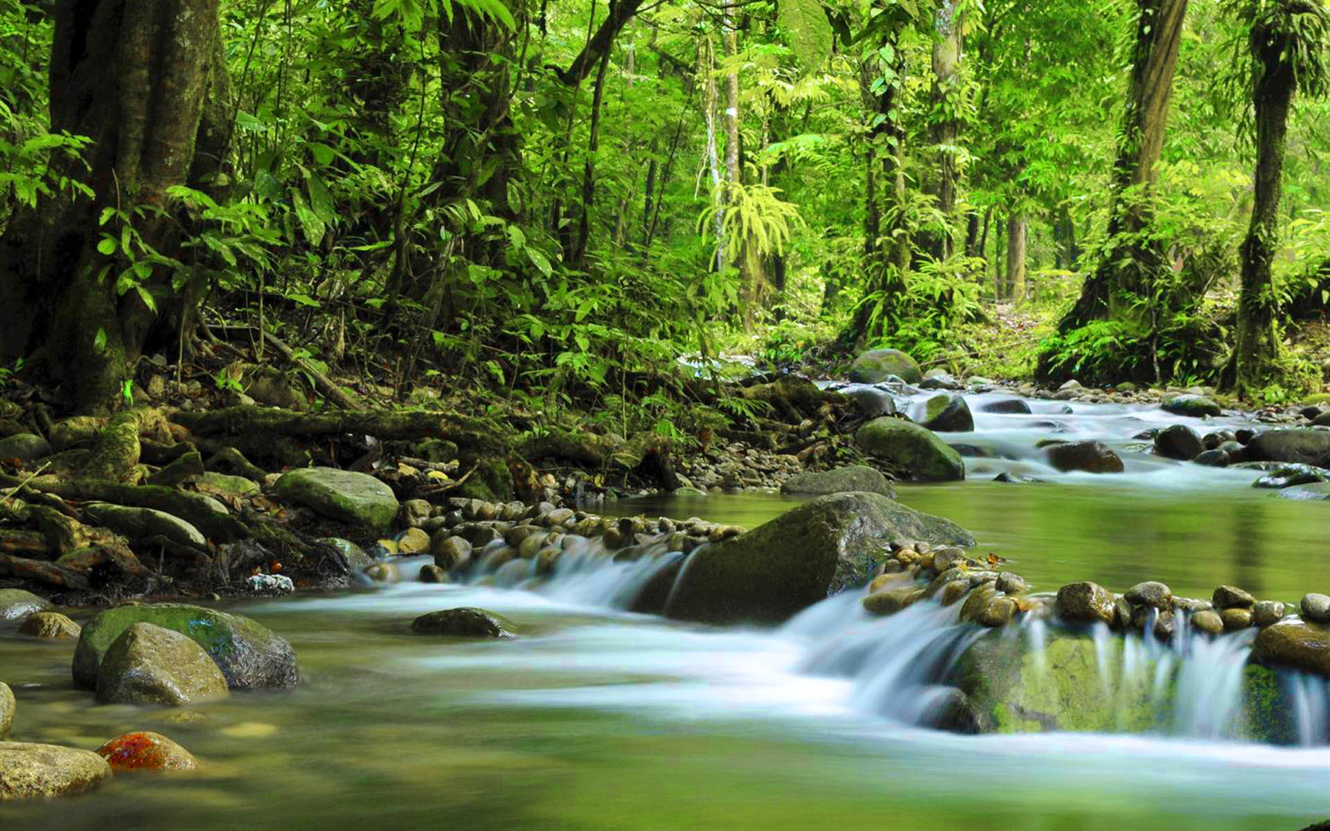 woods, mountain, river, monument, muir, stones, small, rock, dense, 1080P, national, forest, green, HD Wallpaper